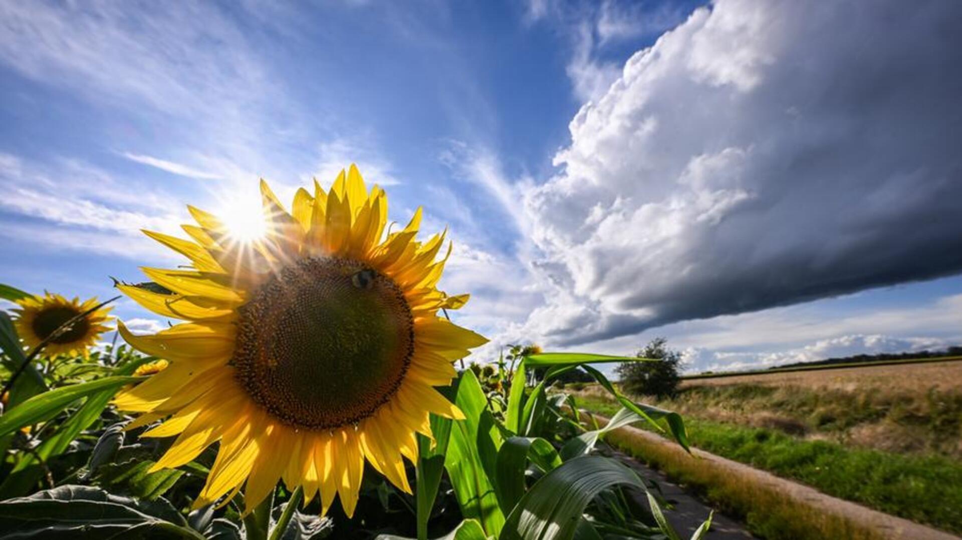Eine Sonnenblume strahlt mit der Sonne um die Wette. Ob das Wetter in den kommenden Wochen Anlass zur ungetrübten Freude gibt, ist noch nicht sicher. 