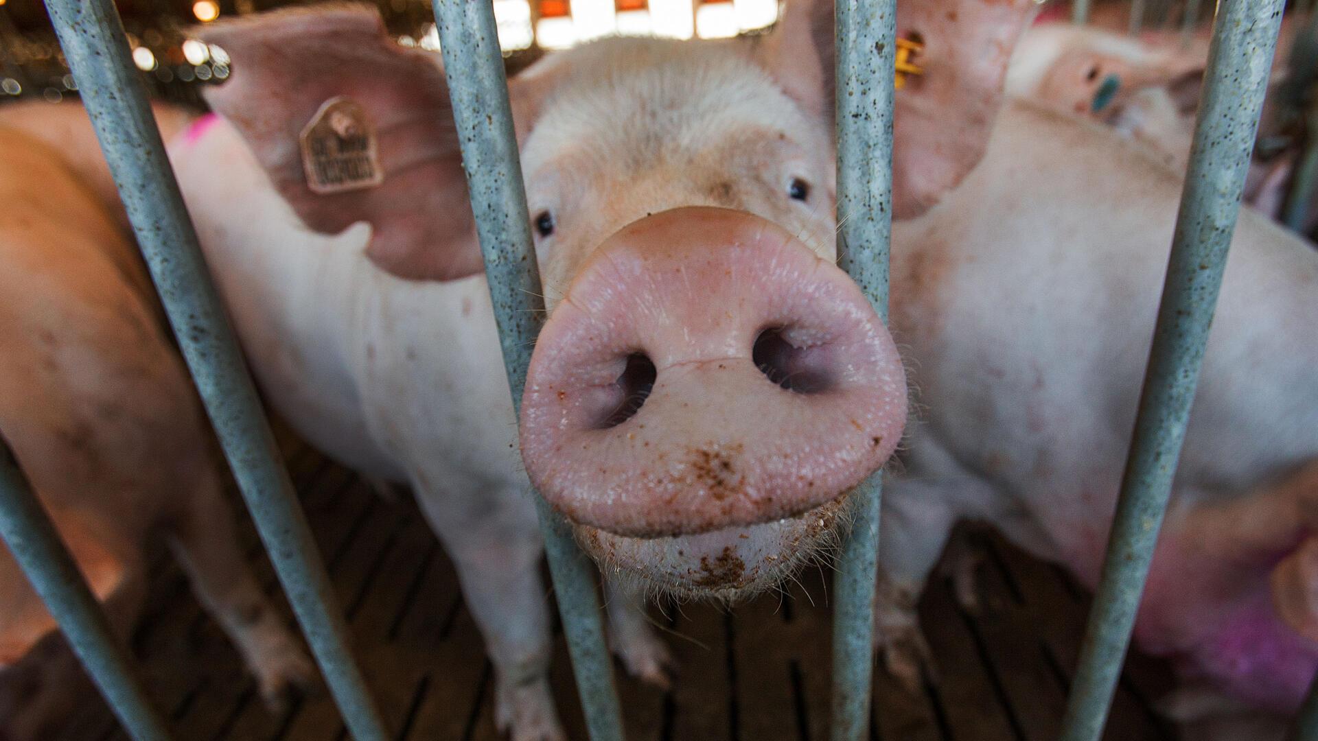 Eine Muttersau steht am 21.08.2014 in einem der Freilaufställe eines Schweinezuchtbetriebs in Losten (Mecklenburg-Vorpommern)