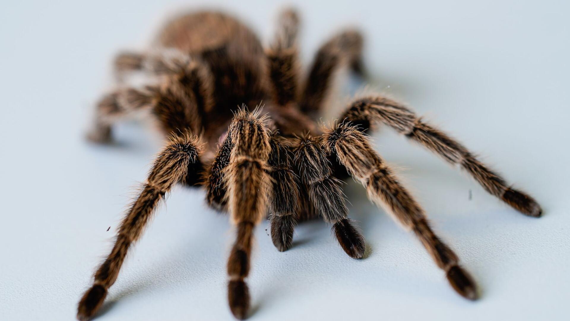 Eine Vogelspinne befindet sich in den Räumen des Lehrstuhls für Klinische und Biologische Psychologie der Universität Mannheim auf einem Tisch.