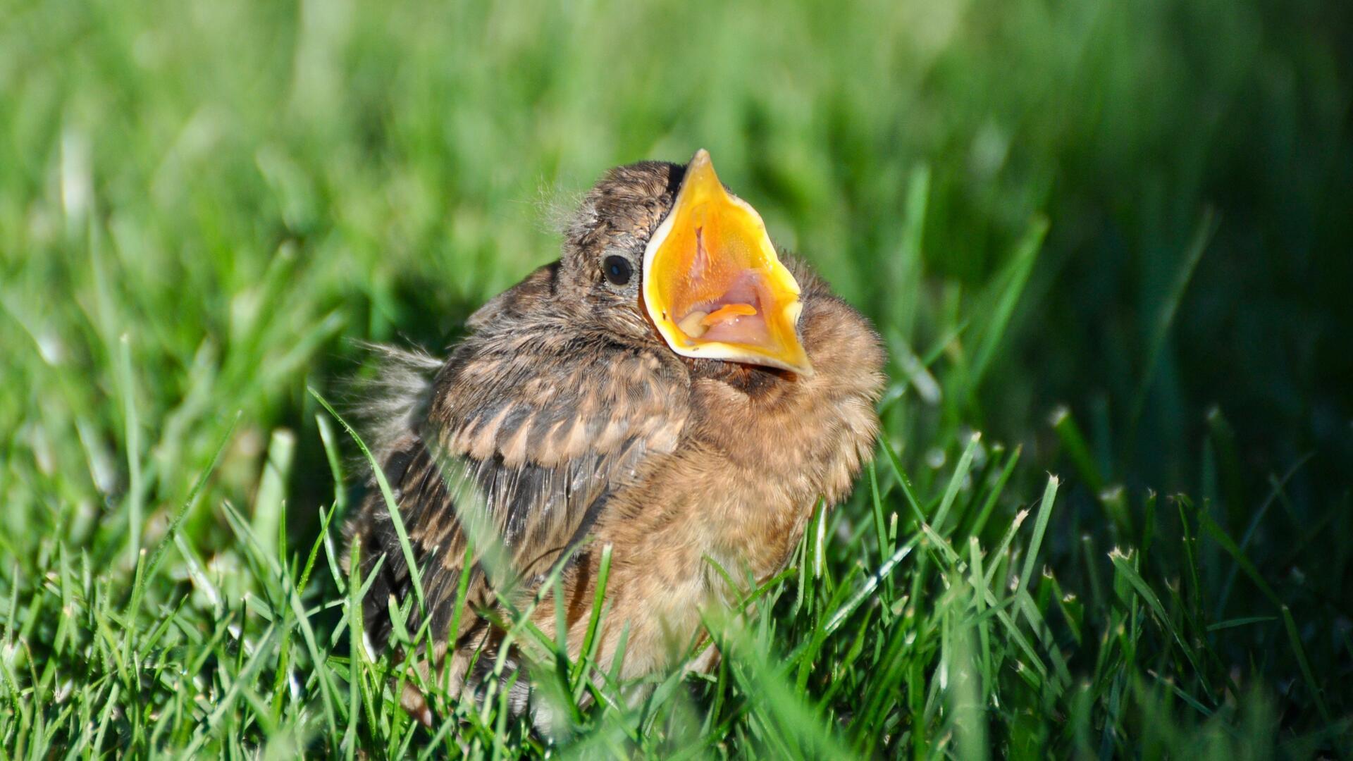 Eine junge Amsel ruft lautstark nach Futter. In der Regel werden gesunde Jungvögel auch außerhalb des Nestes von ihren Eltern versorgt.