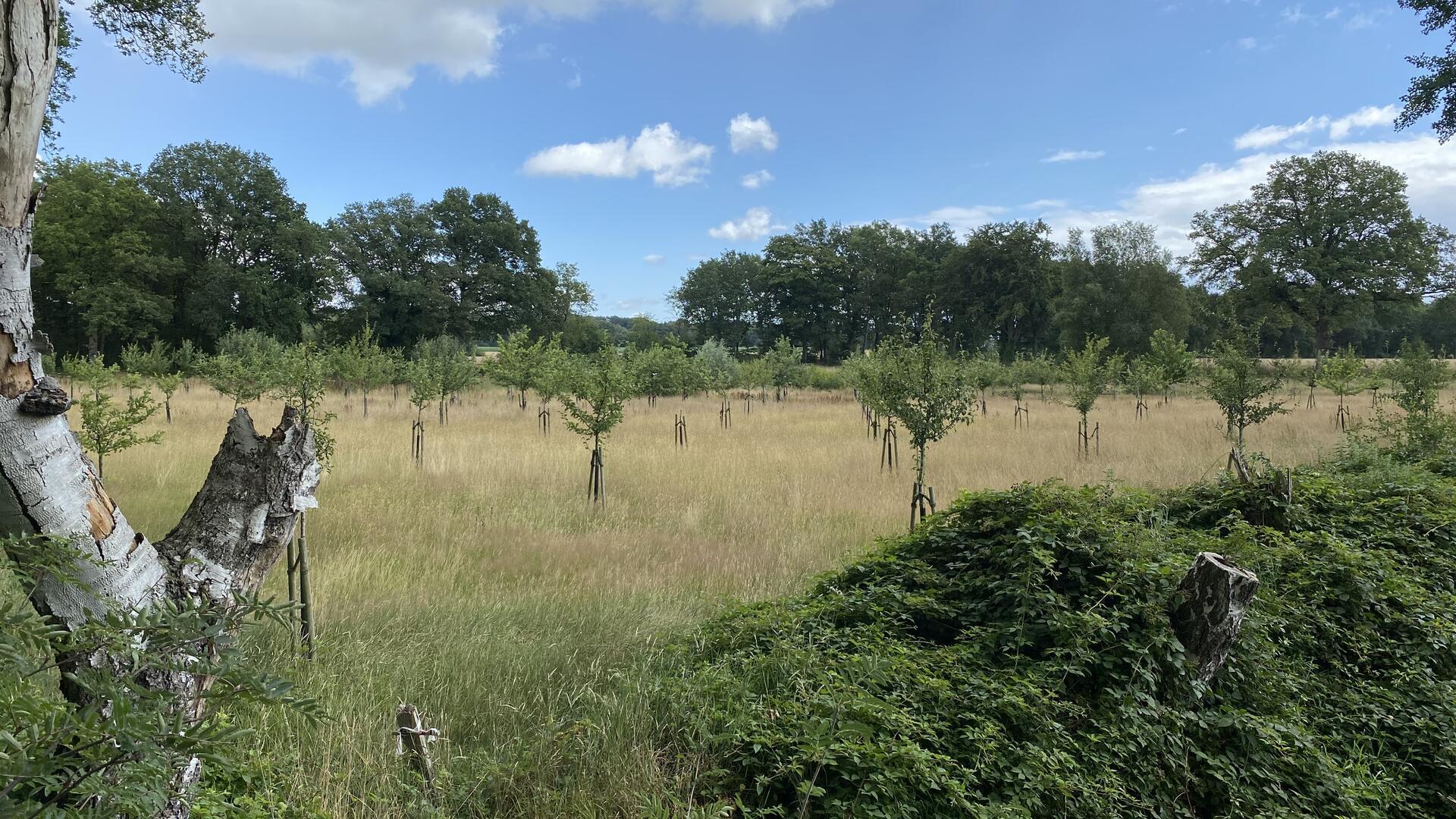 Junge Streuobstwiese bei Hesedorf/Gyhum.
