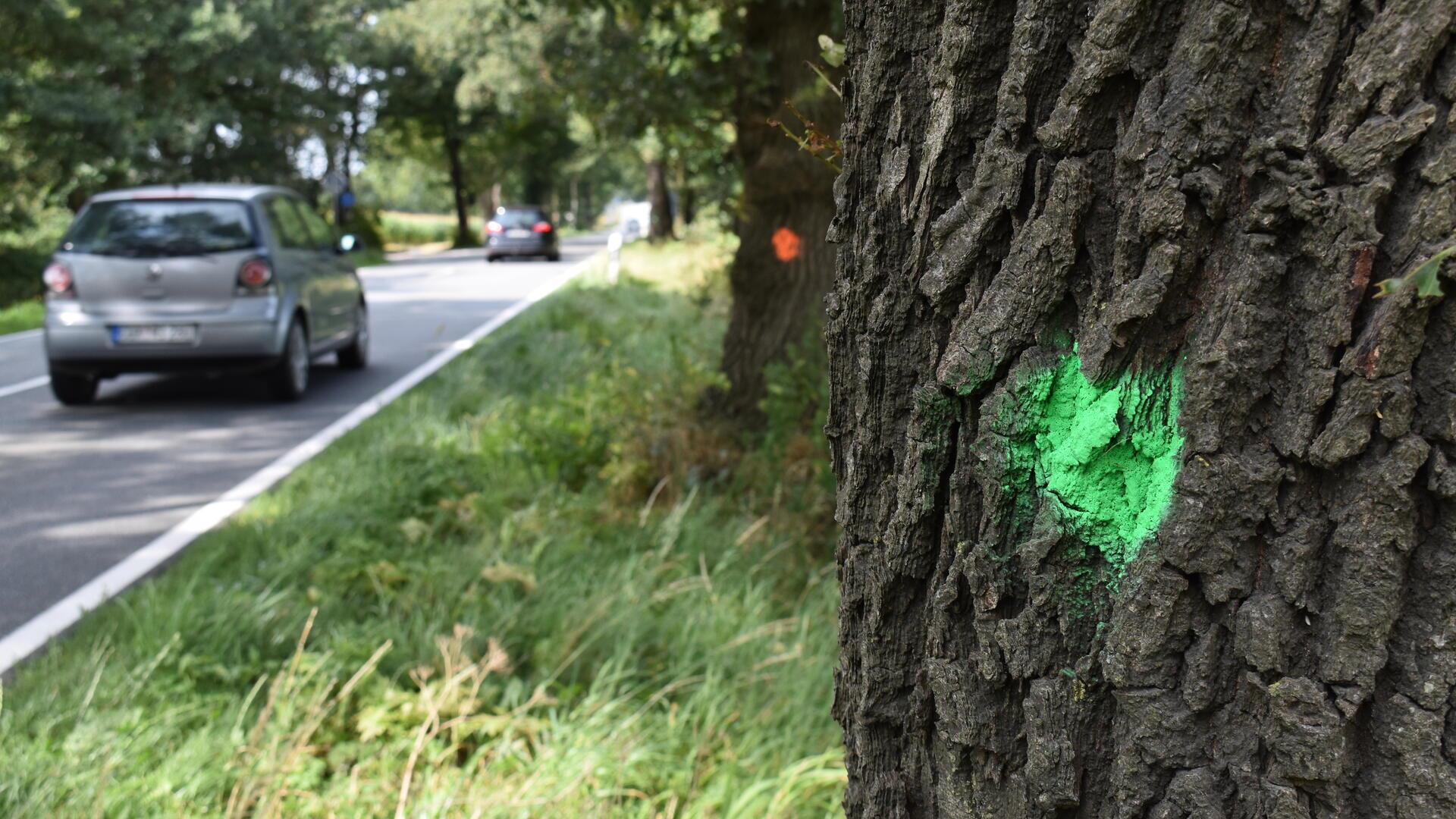 Einmal Grün, einmal Rot - die Markierungen an verschiedenen Bäumen entlang der L 120 zwischen Bad Bederkesa und Debstedt geben Aufschluss über die Zukunft des jeweiligen Baumes.