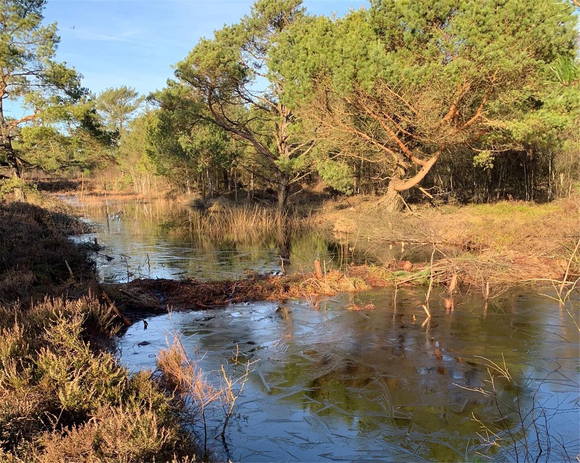 Aufgestauter Torfstich im Löhmoor