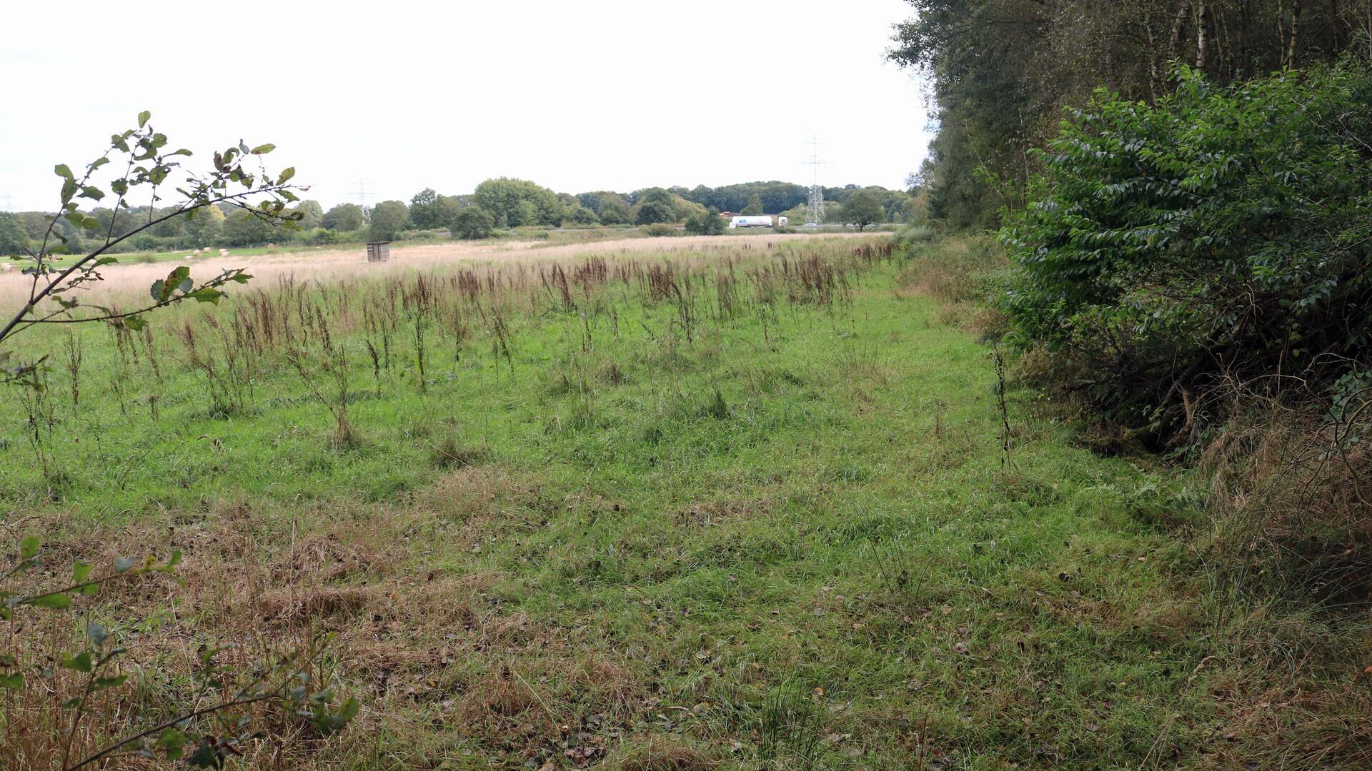 Leeres Grundstück an einem Waldrand