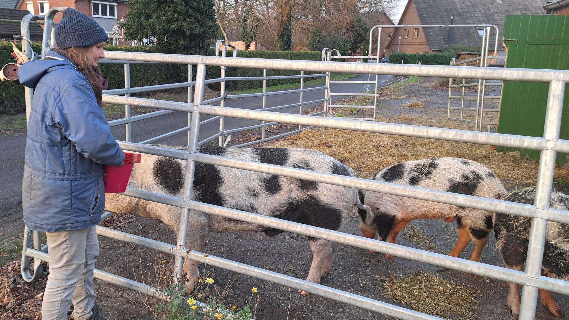 Elke Gillich sucht dringend eine neue Unterkunft für ihre drei Schweine und zahlreiche weitere Tiere. 