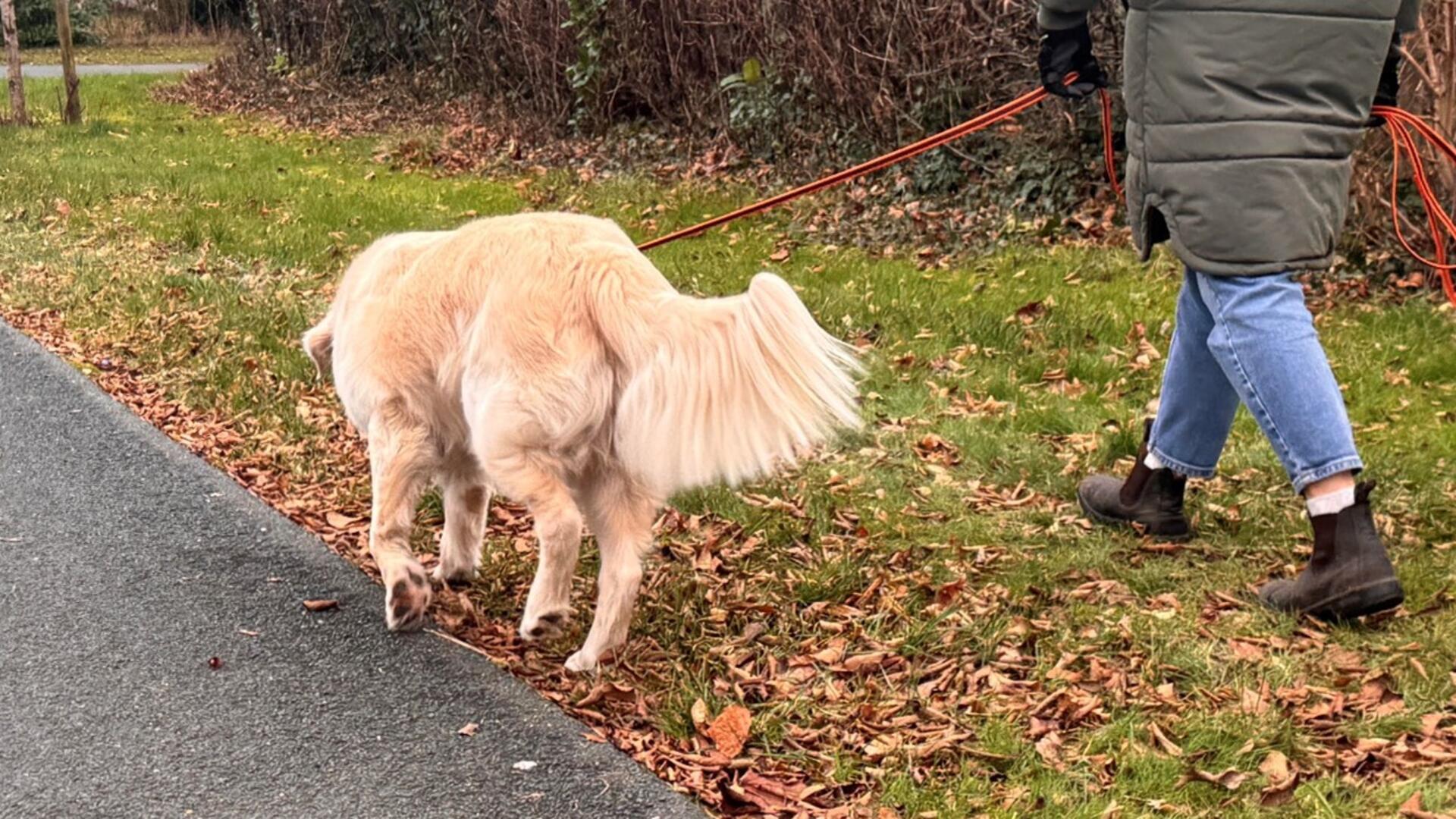 Hunde müssen oft angeleint geführt werden