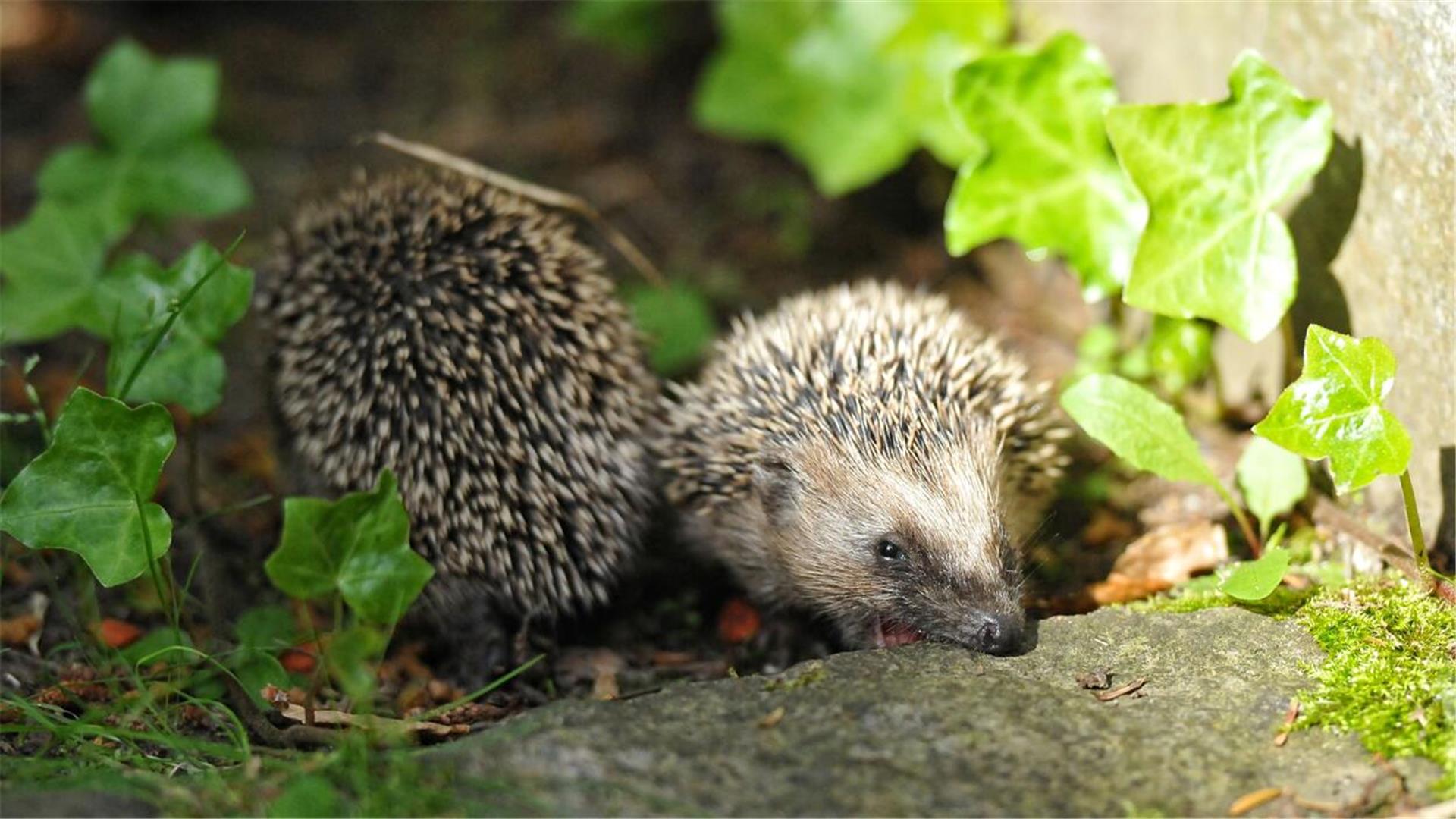 Zwei junge Igel an einer Steinstufe, die von Efeu berankt ist.