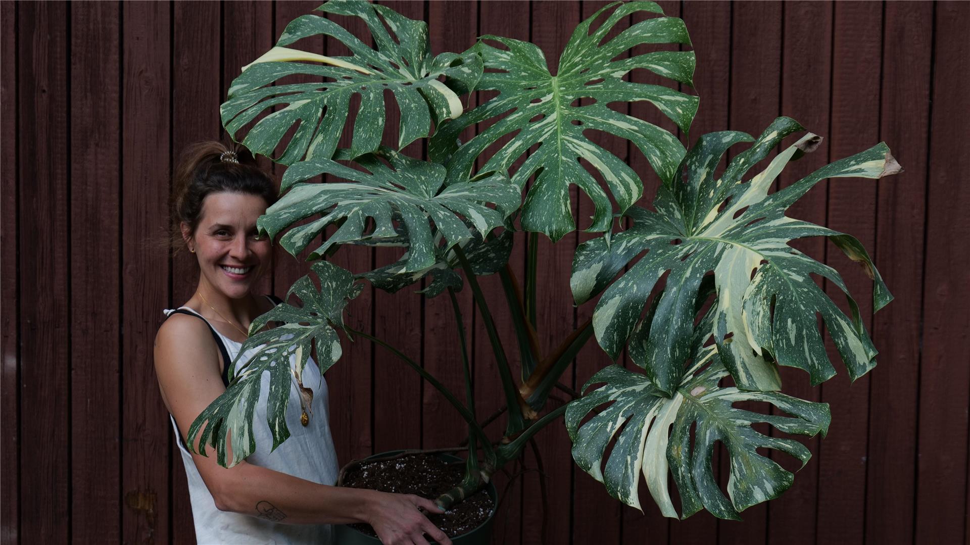 Antonia Hartwich mit ihrer persönlichen Lieblingspflanze, der selbst groß gezogenen Monstera Deliciosa "Thai Constellation".