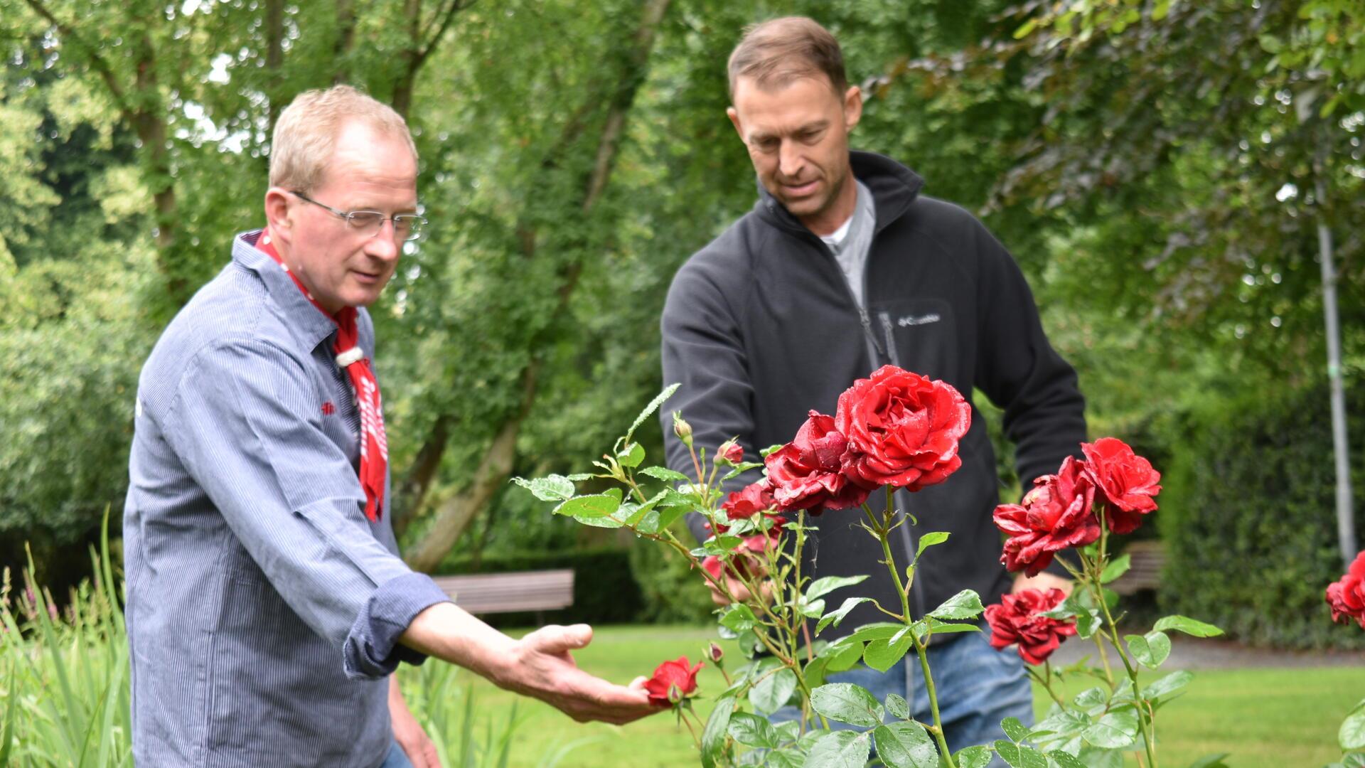 Fachsimpelei zwischen Rosengärtner Torben Eibs (rechts) und dem Vorsitzenden des Wremer Verkehrsvereins Jan-Hinrik Dircksen im Wremer Kurpark. 