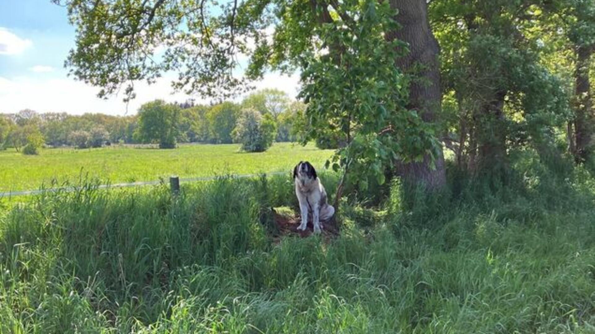 Fernab der Straßen ist der Herdenschutzhund an einen Baum angeleint. Das Bellen des Hundes war über eine weite Strecken zu hören.