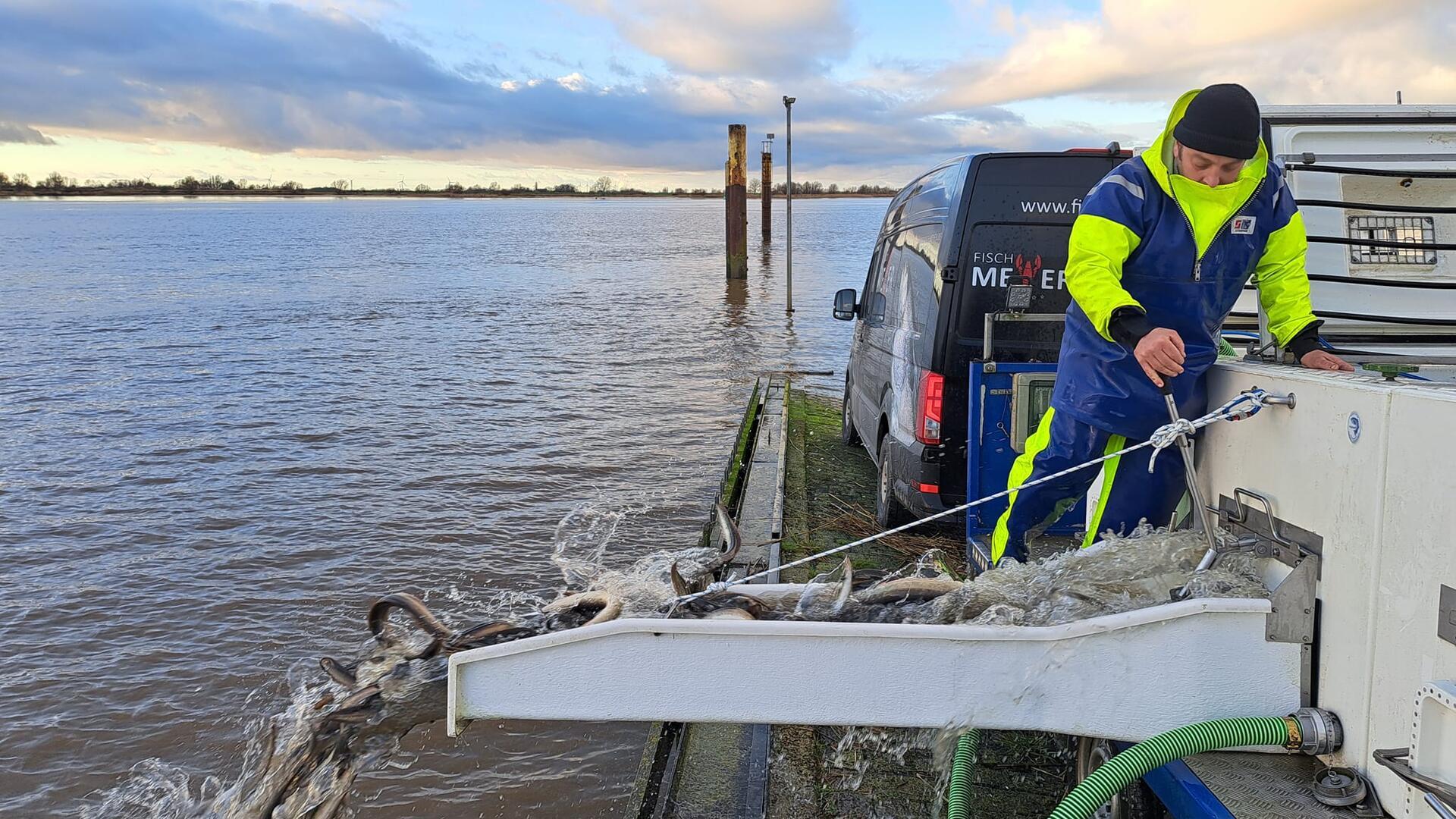 Fischer Alexander Meyer aus Hameln entlässt am Alten Fähranleger Dedesdorf mehr als 1700 Fische aus dem Aal-Taxi in die Weser. 