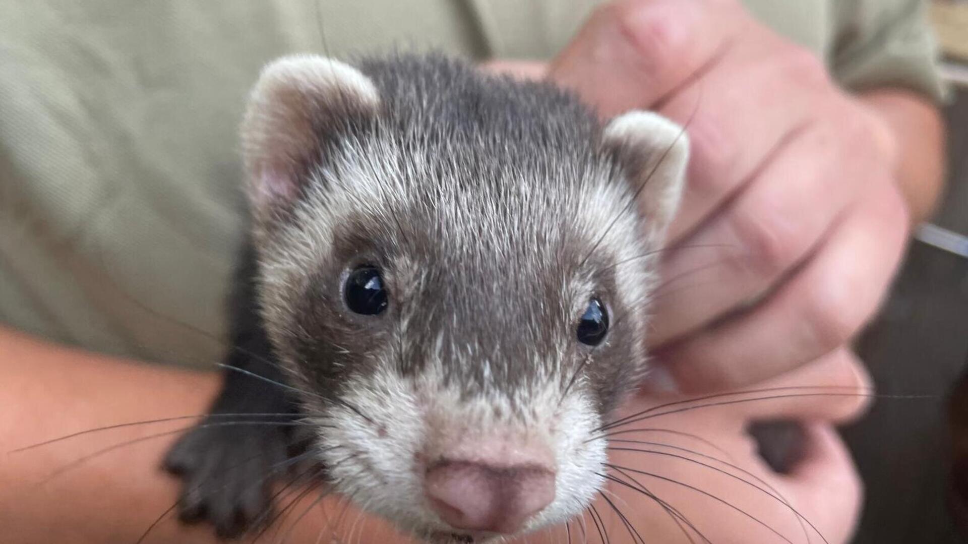 Frettchen wie Eddi sind putzmuntere Tiere. Sie kommen in der Zooschule im Wingster Wakldzoo zum Einsatz. Fotos: Kramp