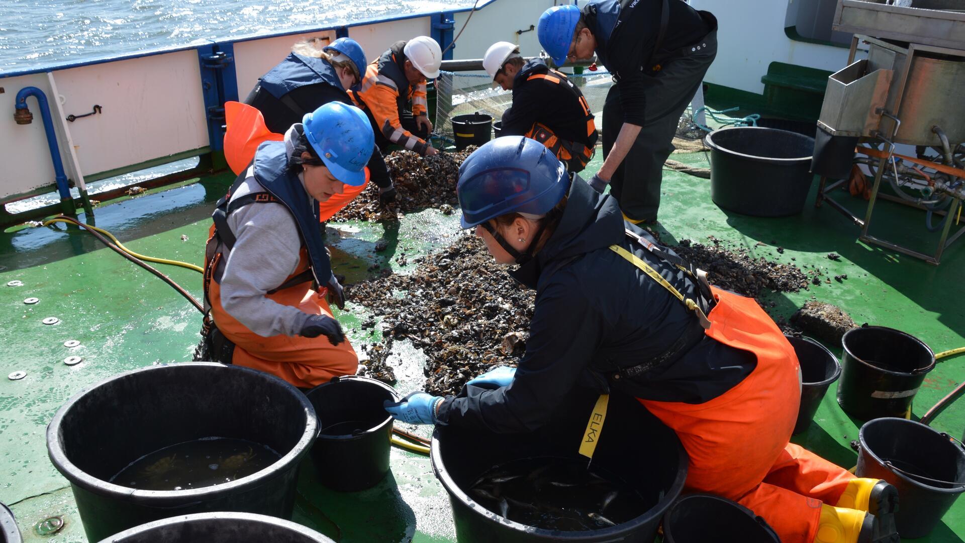 Mehrere Wissenschaftler in Ölzeug knieen an Bord eines Schiffes und sortieren einen Fang in verschiedene Eimer.