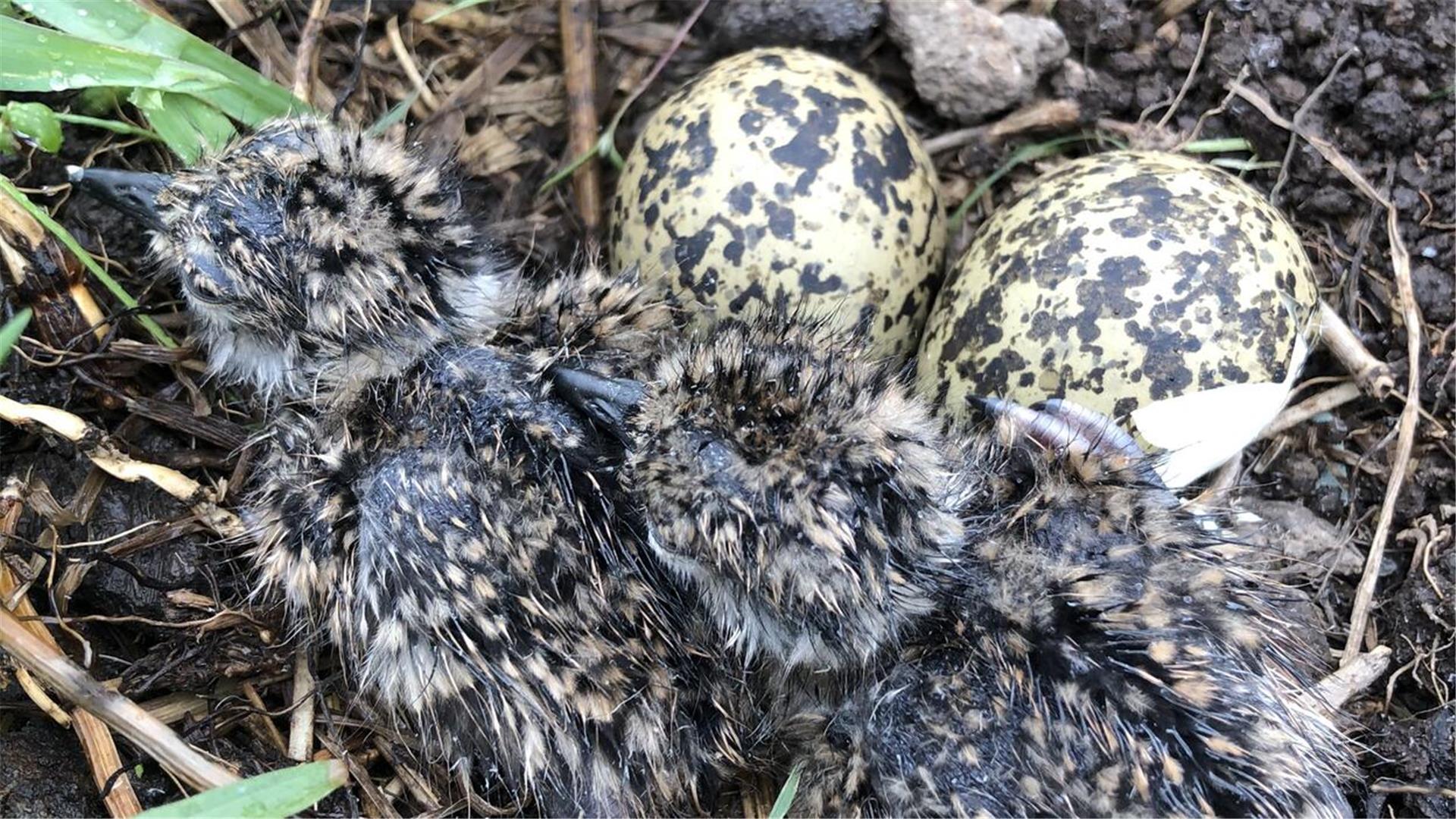 Frisch geschlüpfte Küken des Großen Brachvogels.