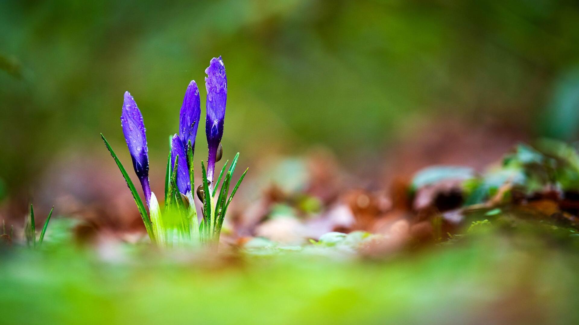 Frühlingsboten in Niedersachsen: Krokusse wachsen in einem Oldenburger Park. Ein Blick aufs Wetter bringt jedoch keine Frühlingsstimmung. Auch in den kommenden Tagen muss man sich auf Regen einstellen.