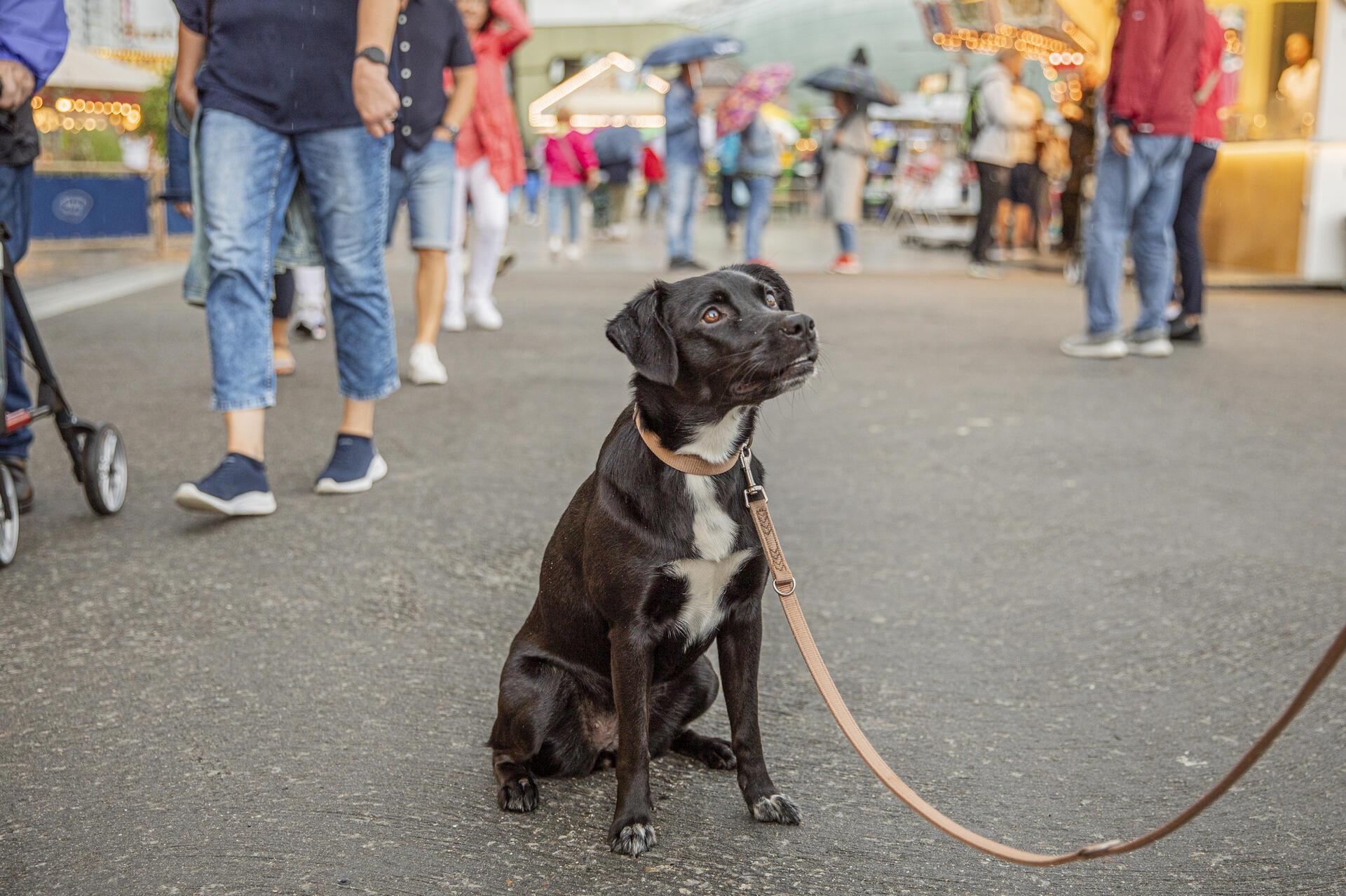 Ein Hund. 