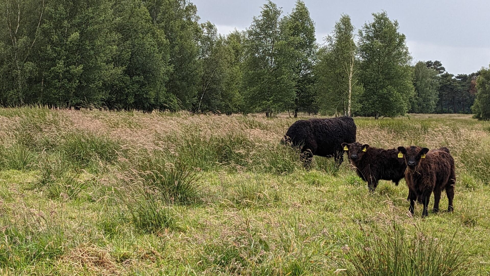 Gallowayrinder grasen auf einer Weide.  