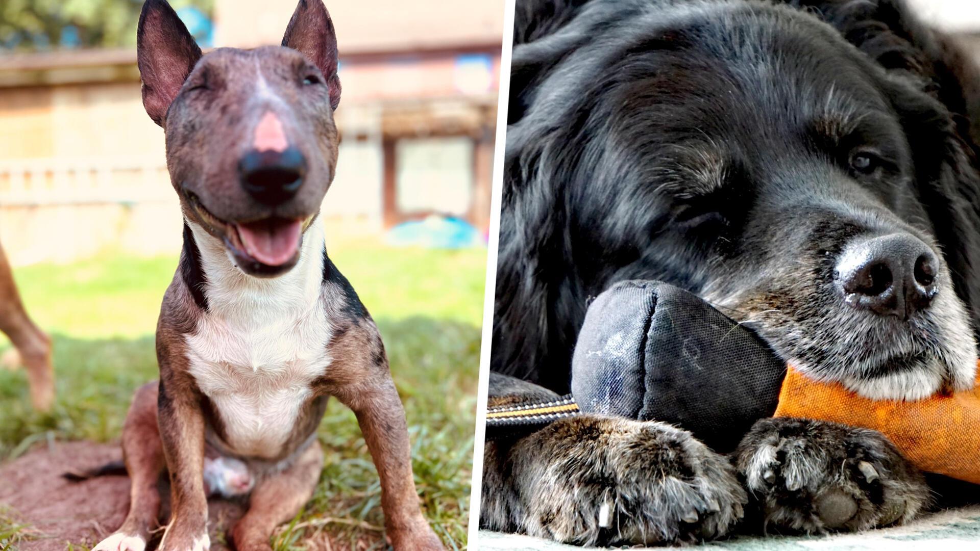 Gleich zwei Hunde haben bei unserer Abstimmung gewonnen. Das sind die tollsten Hunde der Region!