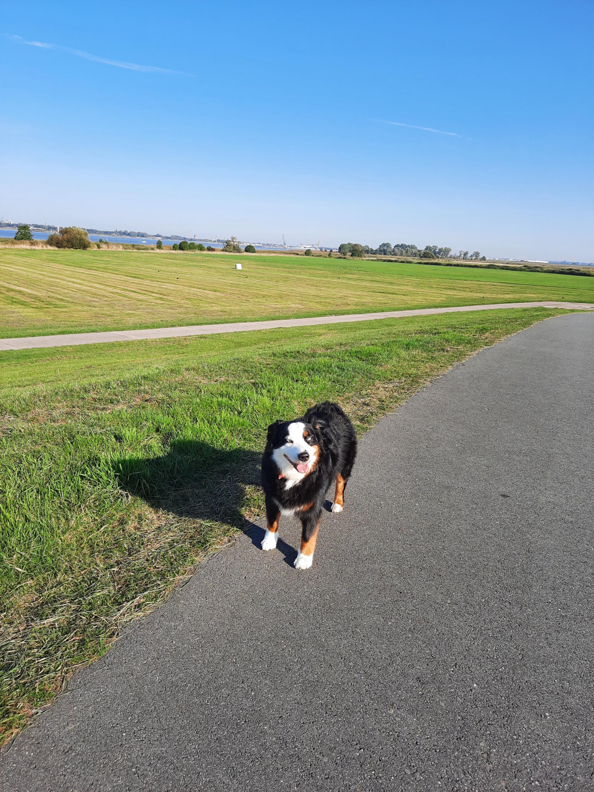 Hallo, ich bin Lilli, 7 Jahre alt und wohne in Dedesdorf-Eidewarden. Ich bin ein...