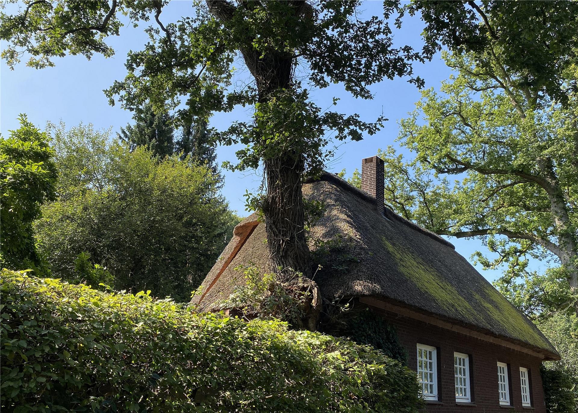 Haus und Baum - zwei, die miteinander klarkommen.