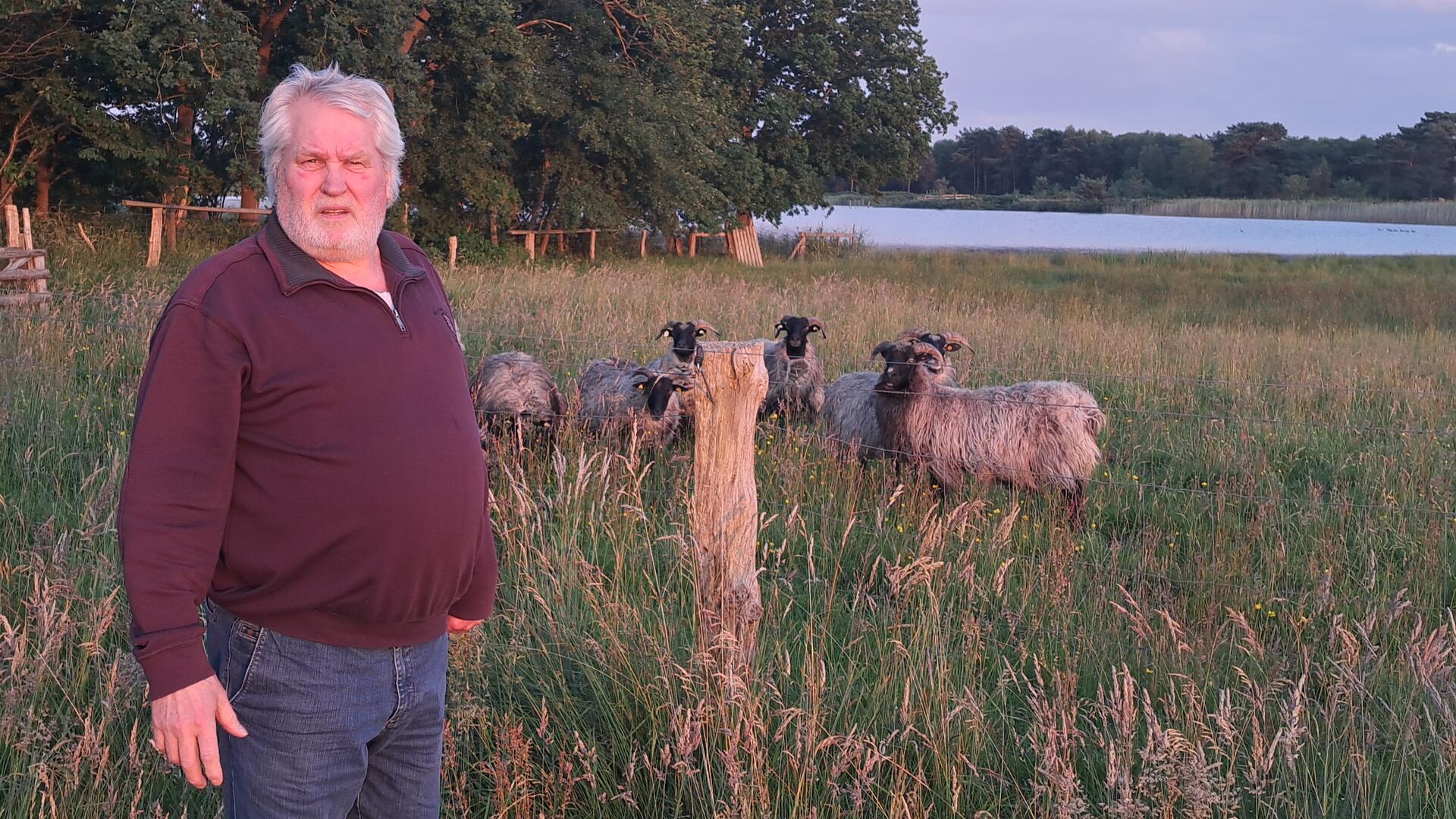 Heino Runge kümmert sich um die Heidschnucken am Wollingster See. 