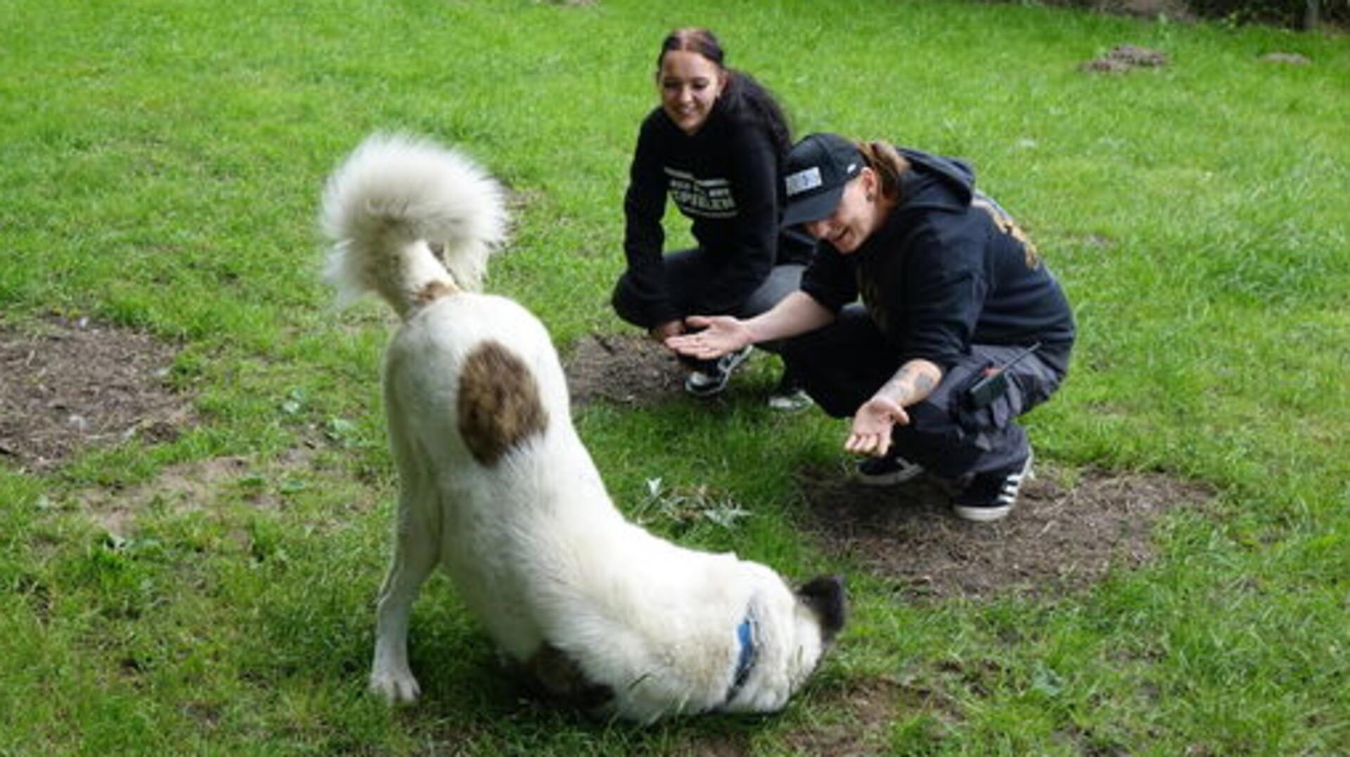 Herdenschutzhund Zeus spielt auf dem Rasen. Vor ihm knien zwei Tierpfleger.