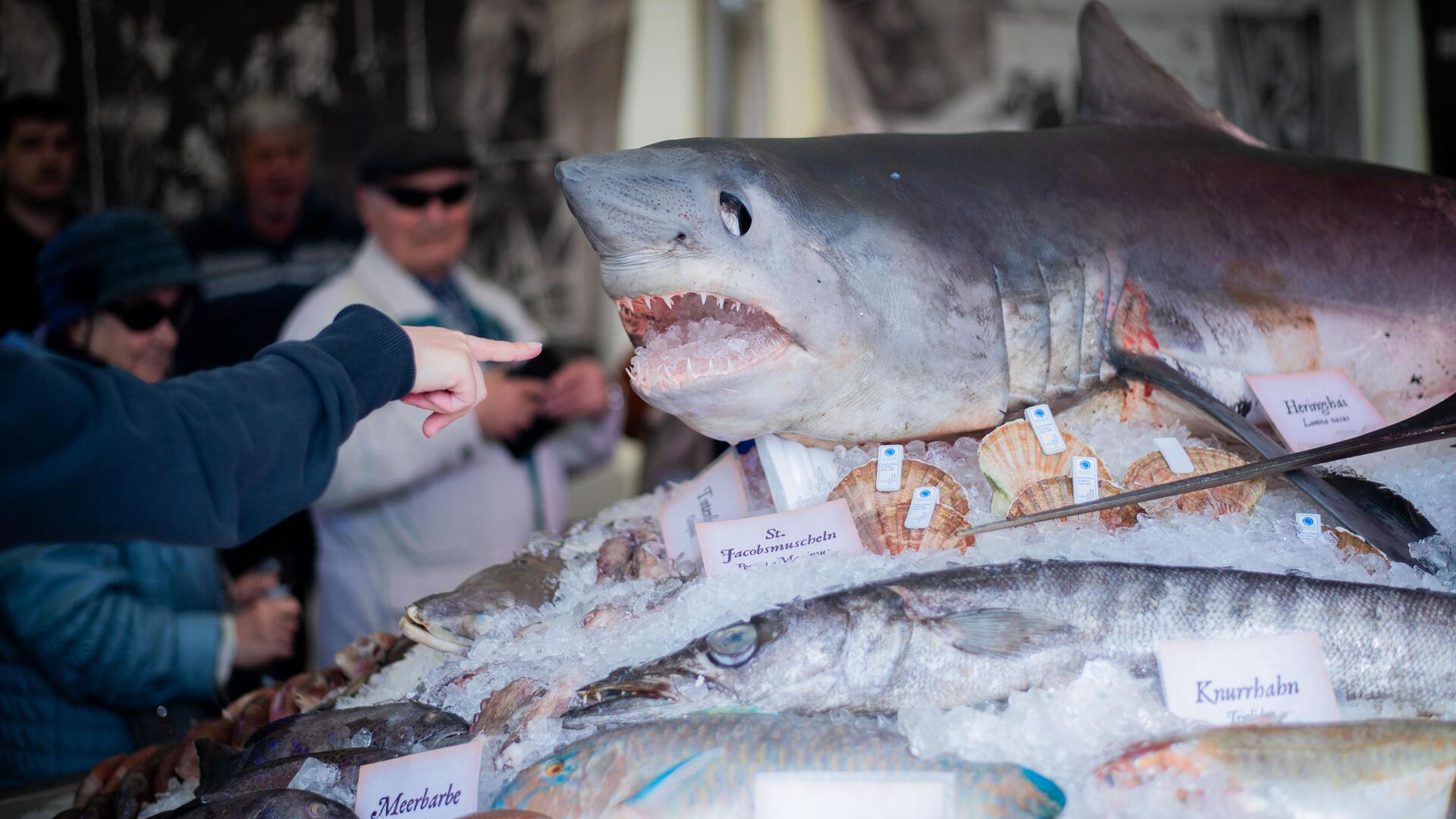 Hingucker: Ein Prachtexemplar eines Heringshais thront über allen Meerestieren auf dem Fischbett.