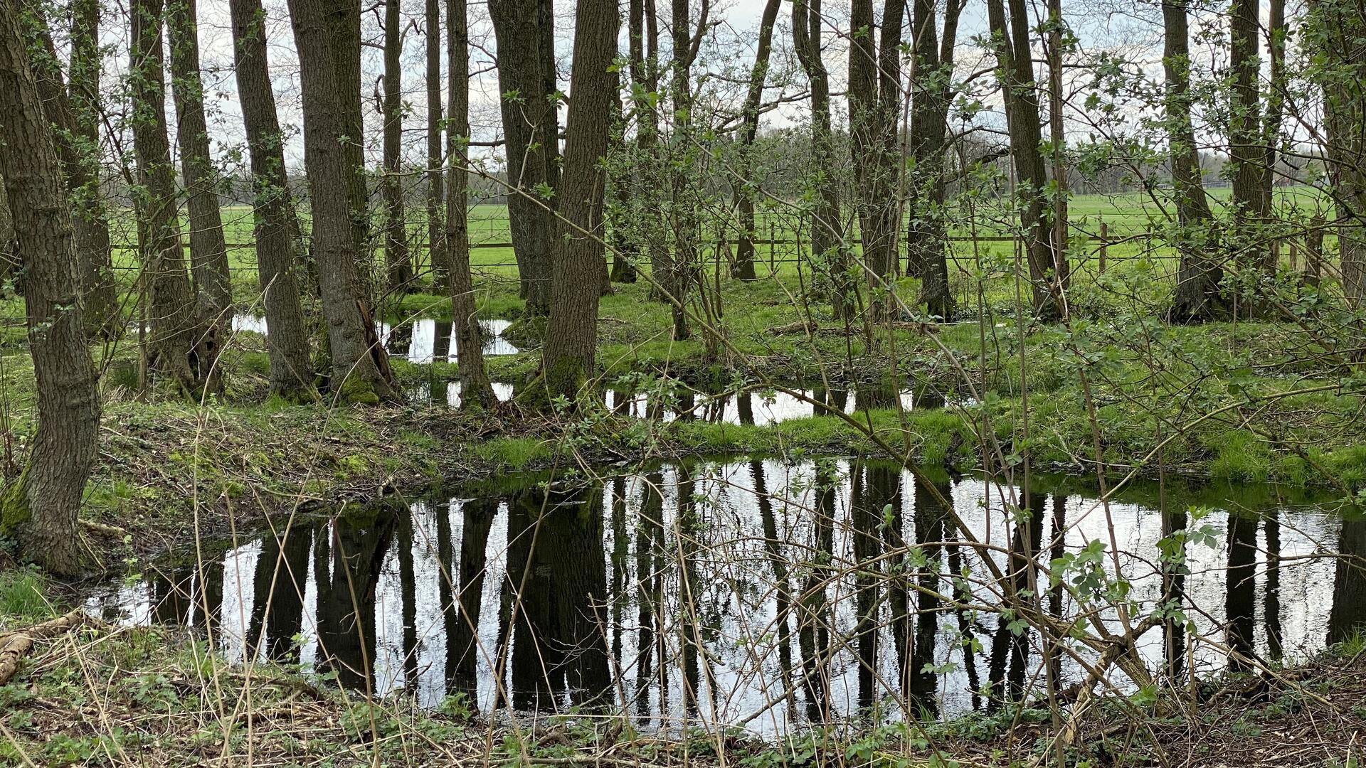 Mergelgrube Kuhle Bäume Wald