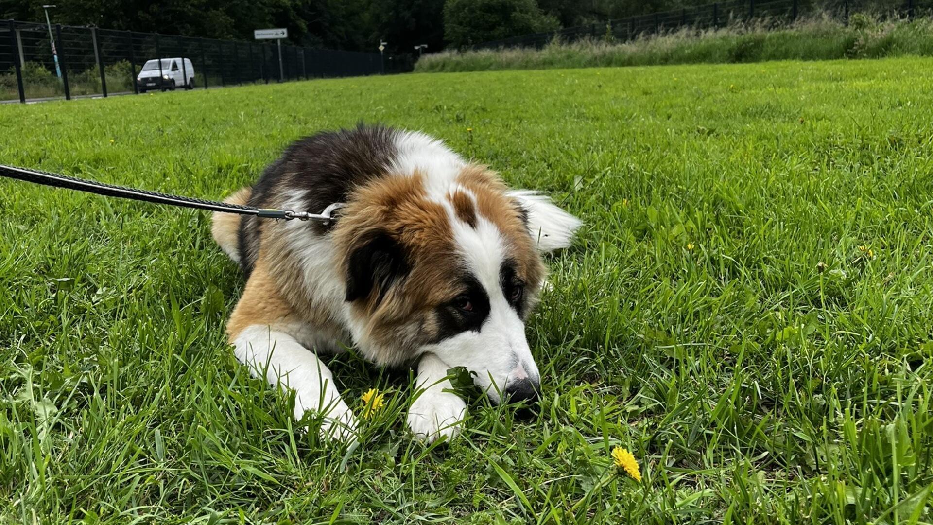 Hund der auf einer Wiese liegt. 