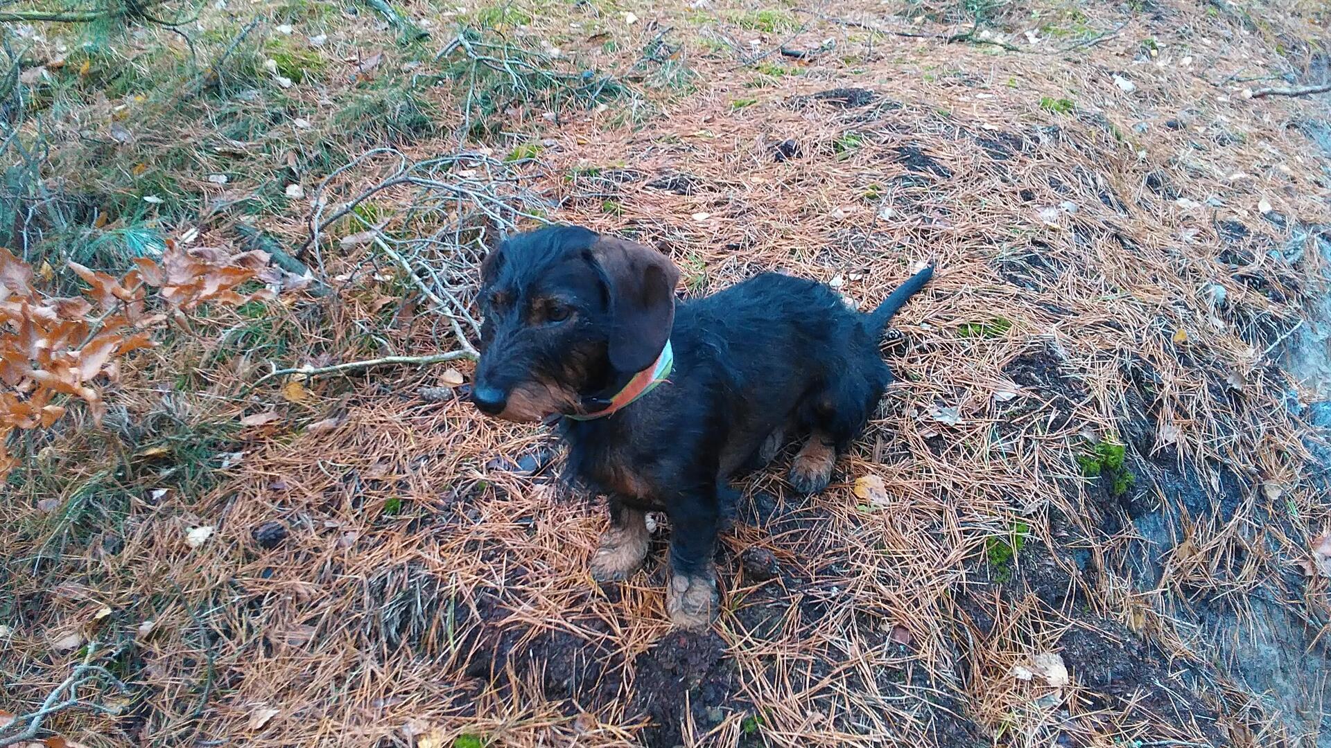 Hunde haben ein ganz besonderes Gespür. Sie werden erzogen, sie sind sehr anhänglich, wir wissen meist wie sie sich verhalten. Aber, jeder Hundebesitzer kennt das, es gibt Situationen, da verhält sich mein Hund anders als normal. Warum ist das so? Der Kurs Geomantie & Hund gibt Aufschluss.