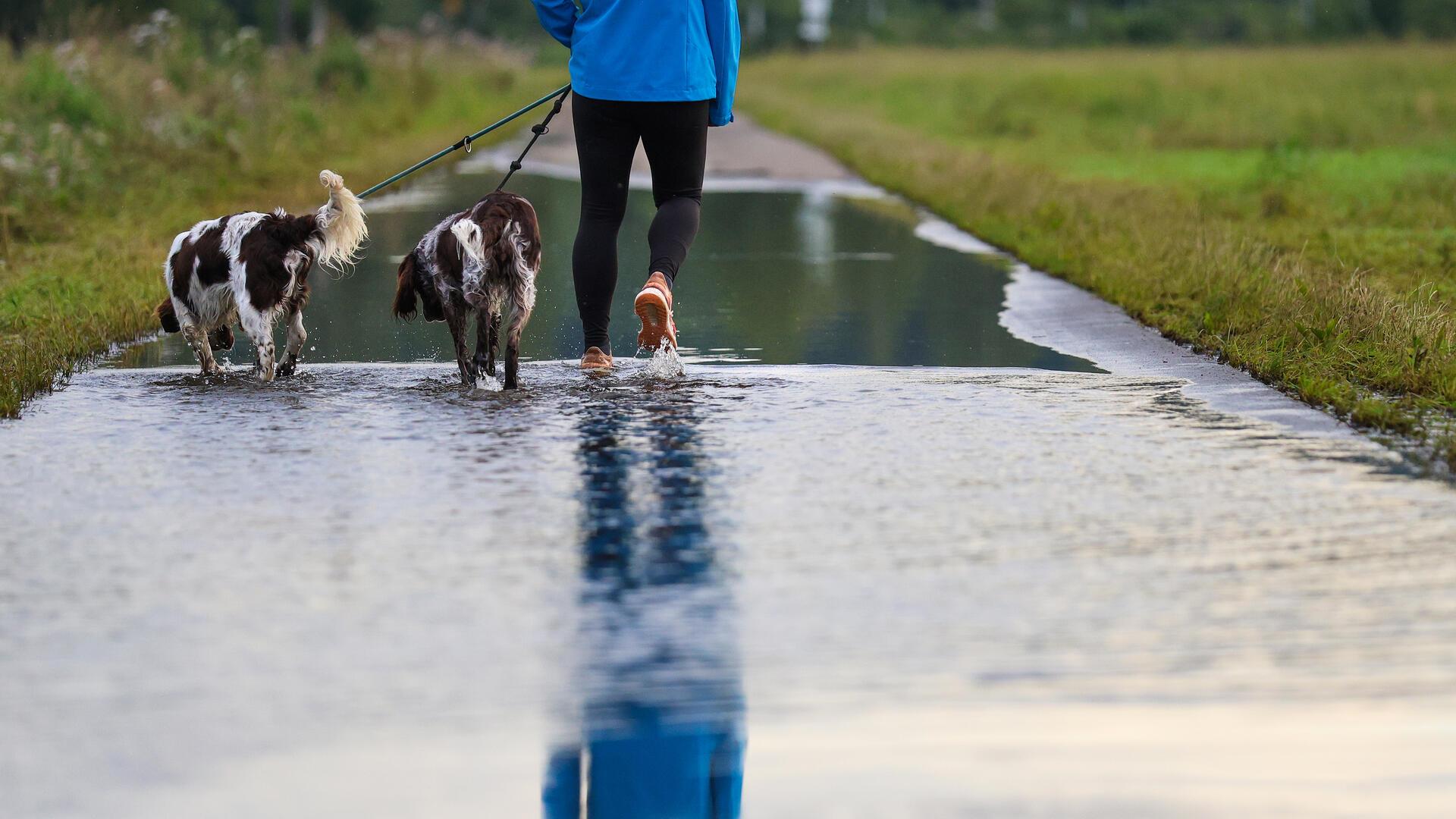 Eine Frau läuft am Morgen mit ihren Hunden auf einem vom Regen überfluteten Weg durch das Wasser 