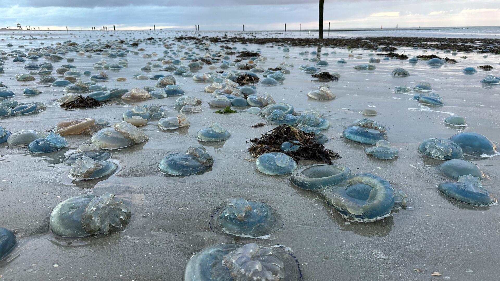 Hunderte Quallen liegen am Strand von Norderney. In Zukunft könnten Quallen fast aller Art enorm vom Klimawandel und von der Überfischung der Ozeane profitieren (Symbolbild)