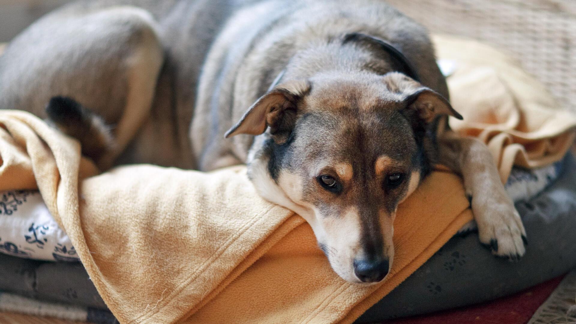 Ein Hund liegt in einem Hundekorb.