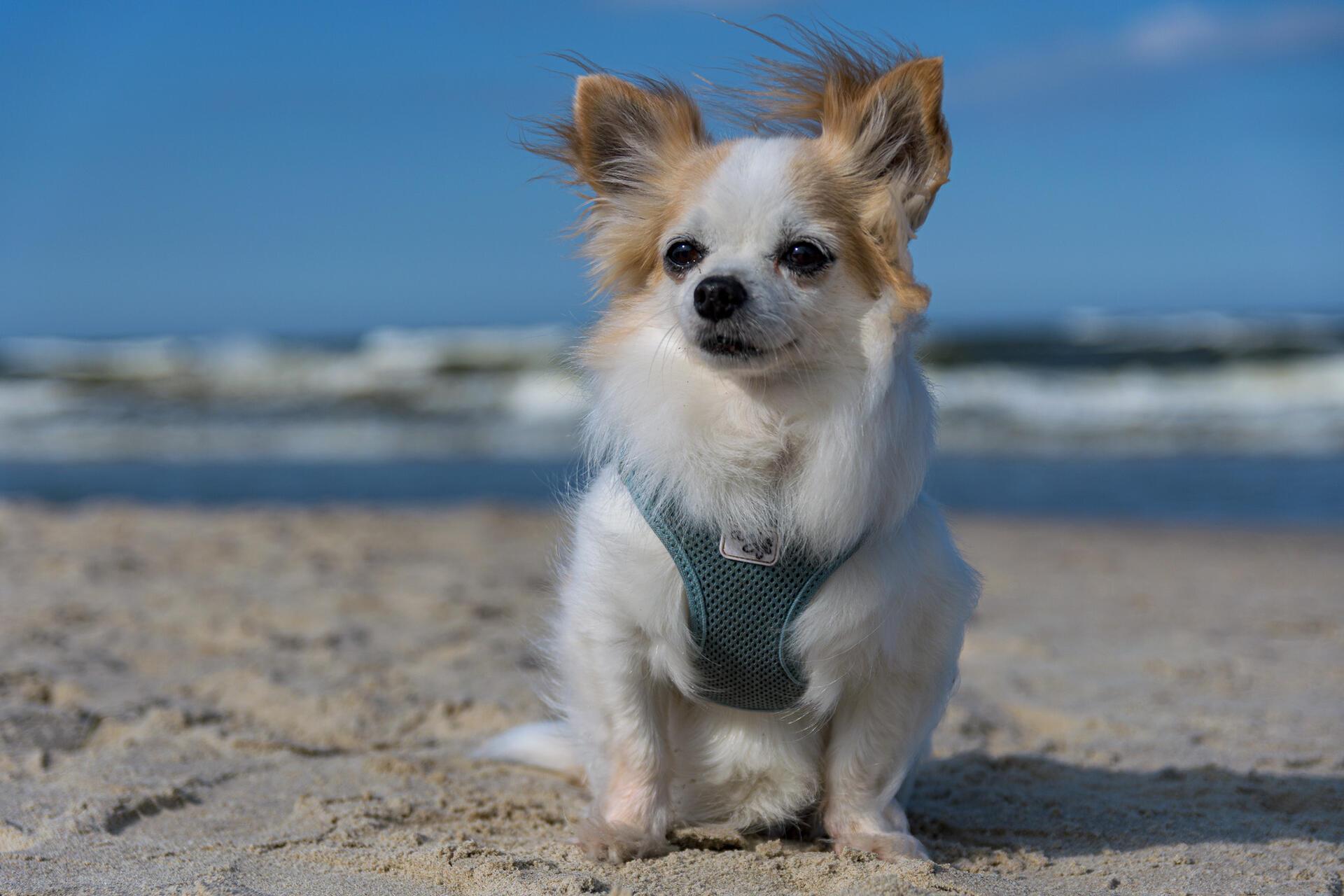 Idefix ist für seinen Besitzer der tollste Hund der Region, schon 14 Jahre alt, ...