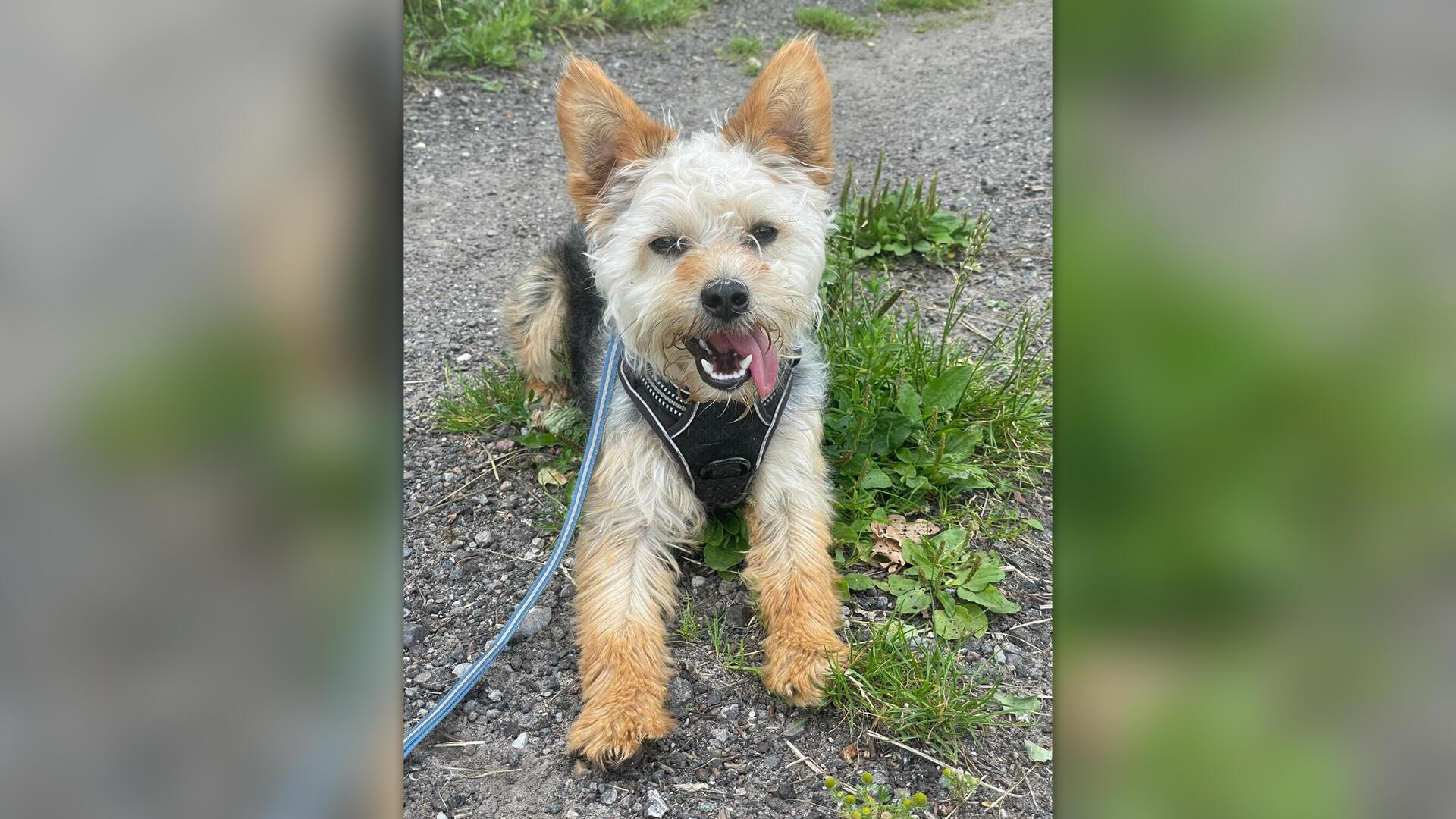 Ihm geht es heute richtig gut: Yorkshire-Terrier-Mischling Egon.