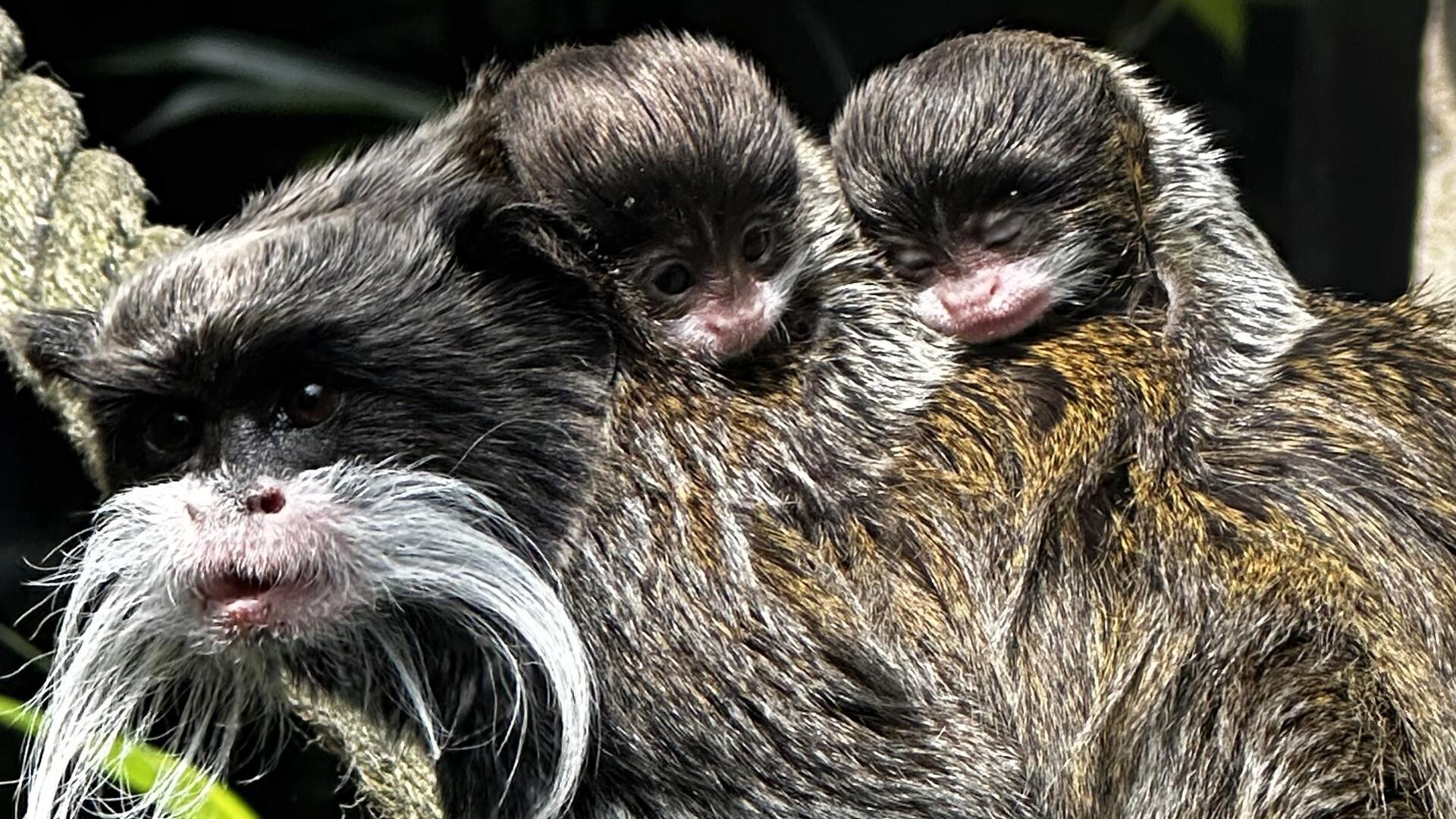 Im Bremerhavener Zoo am Meer sind zwei Kaiserschnurrbarttamarine zur Welt gekommen. Auf diesem Foto sitzen sie auf dem Rücken ihres Vaters Cusco.