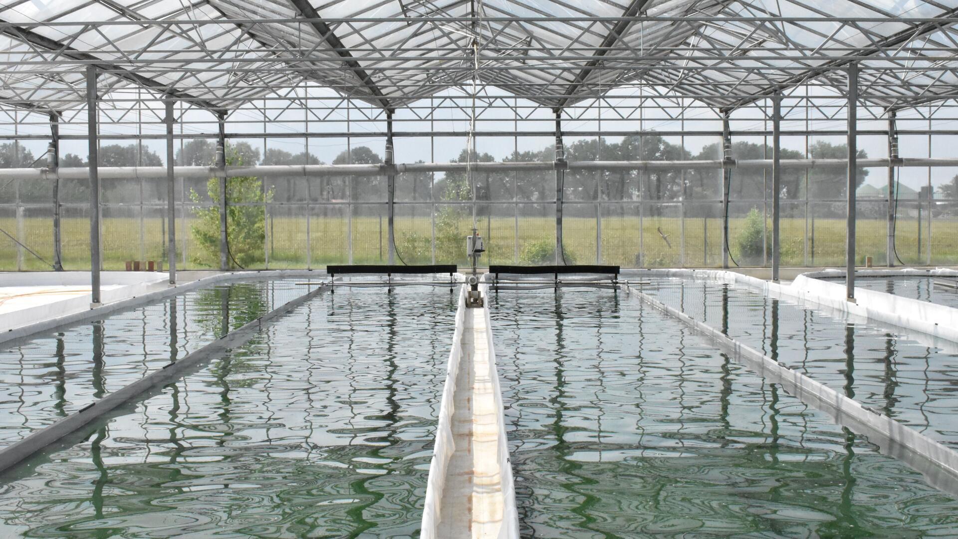 Blick in ein Gewächshaus mit langen Wasserbecken