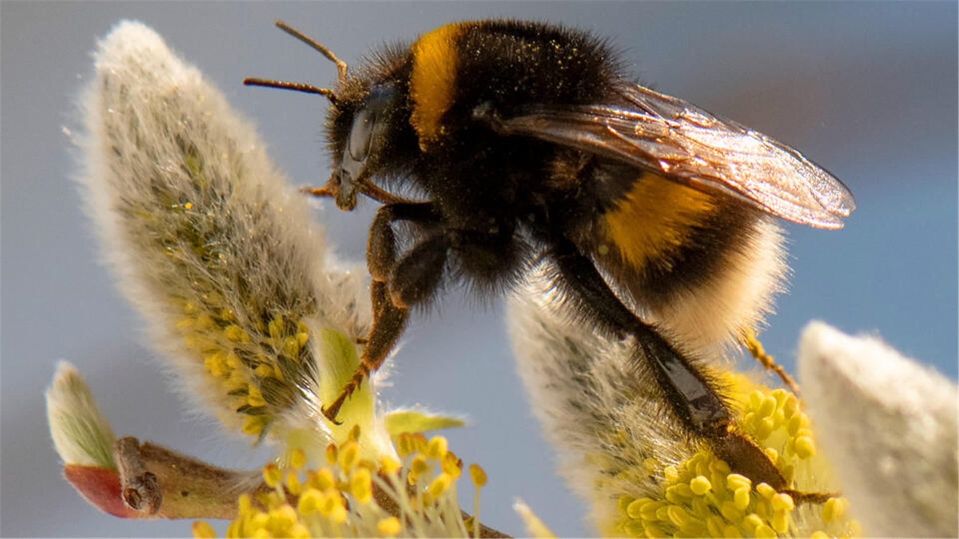 Hummel auf Blüte