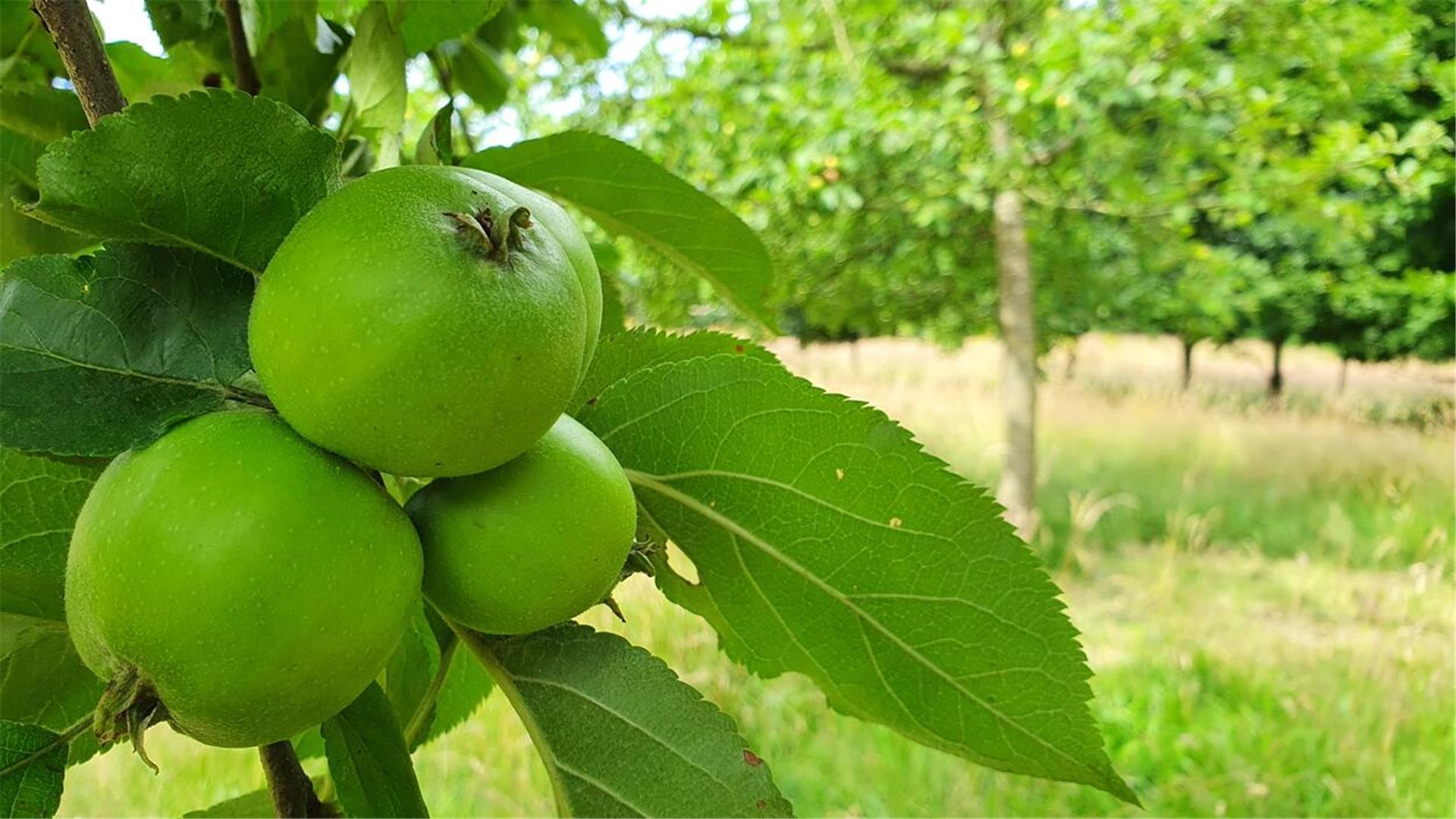 Im Spätsommer und Herbst ist Apfelerntezeit. 