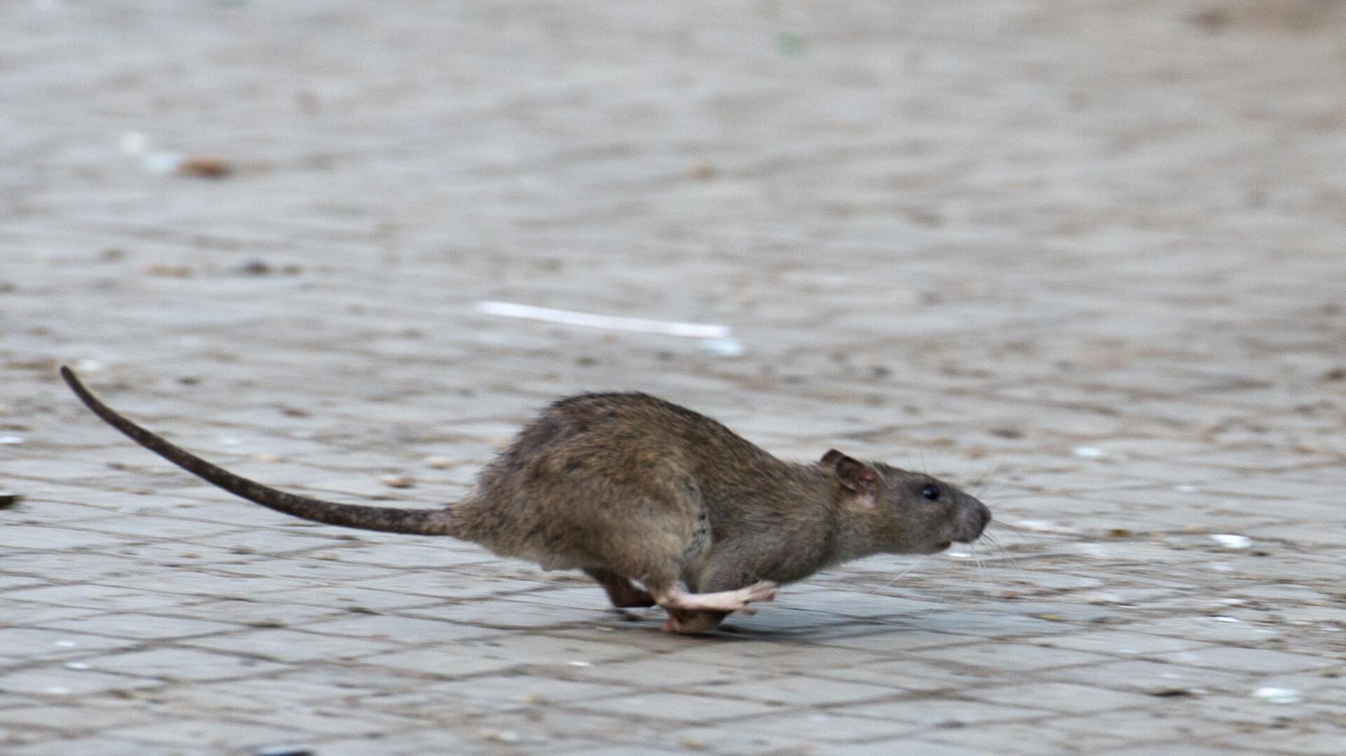 Eine Ratte rennt über eine gepflasterte Fläche.