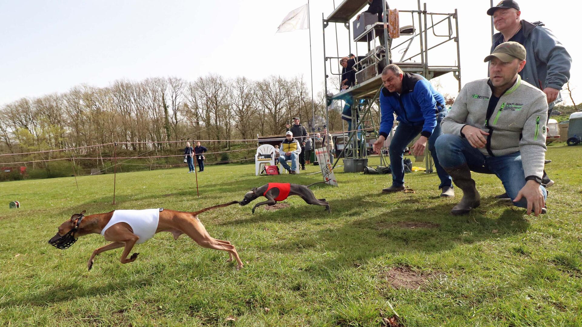 Windhunde am Start