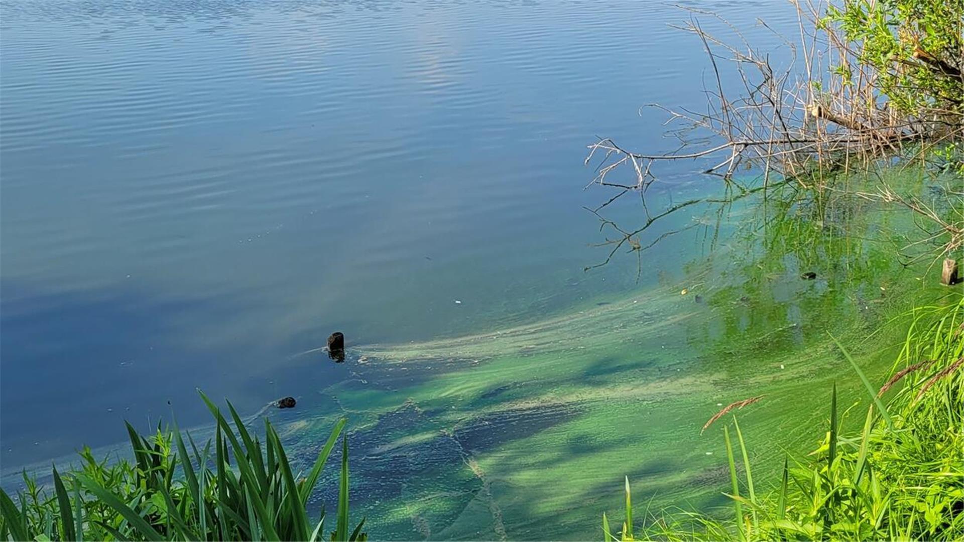 Immer wieder gibt es in den Sommermonaten große Probleme mit Blaualgen im Vörder See. Unser Foto stammt aus dem Sommer 2023.