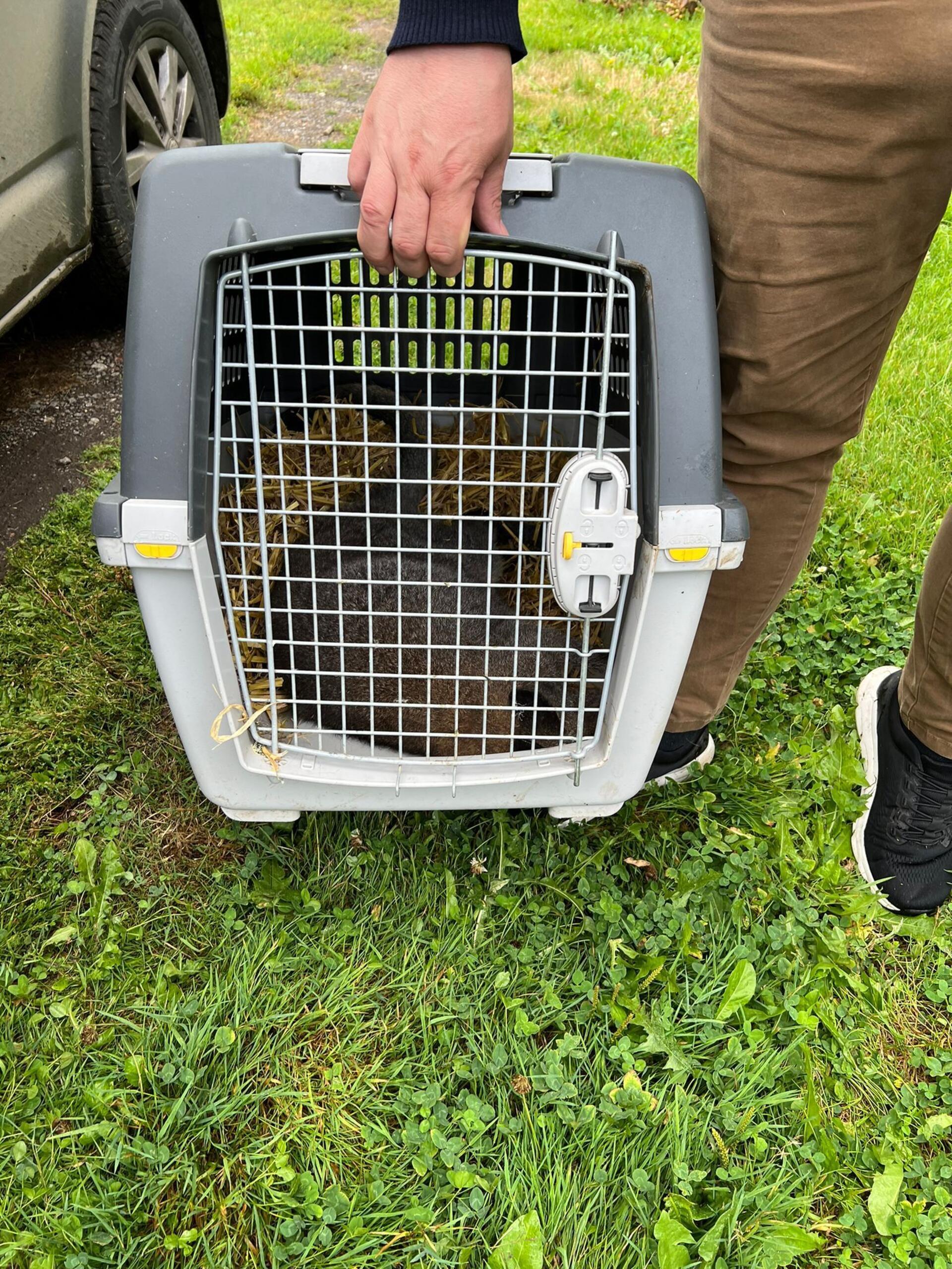 In einer Transportbox ging das Känguru auf die Reise in Richtung Serengeti-Park.