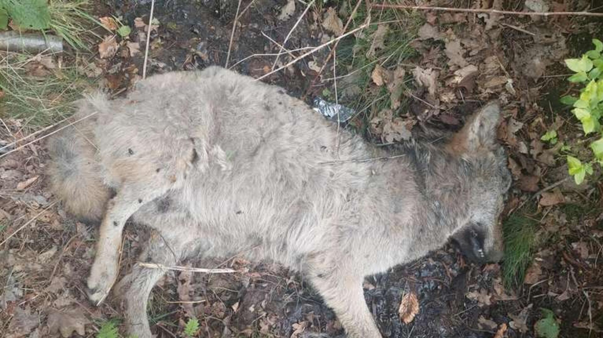 Jetzt steht fest: Der Wolf in Lauenbrück wurde erschossen.