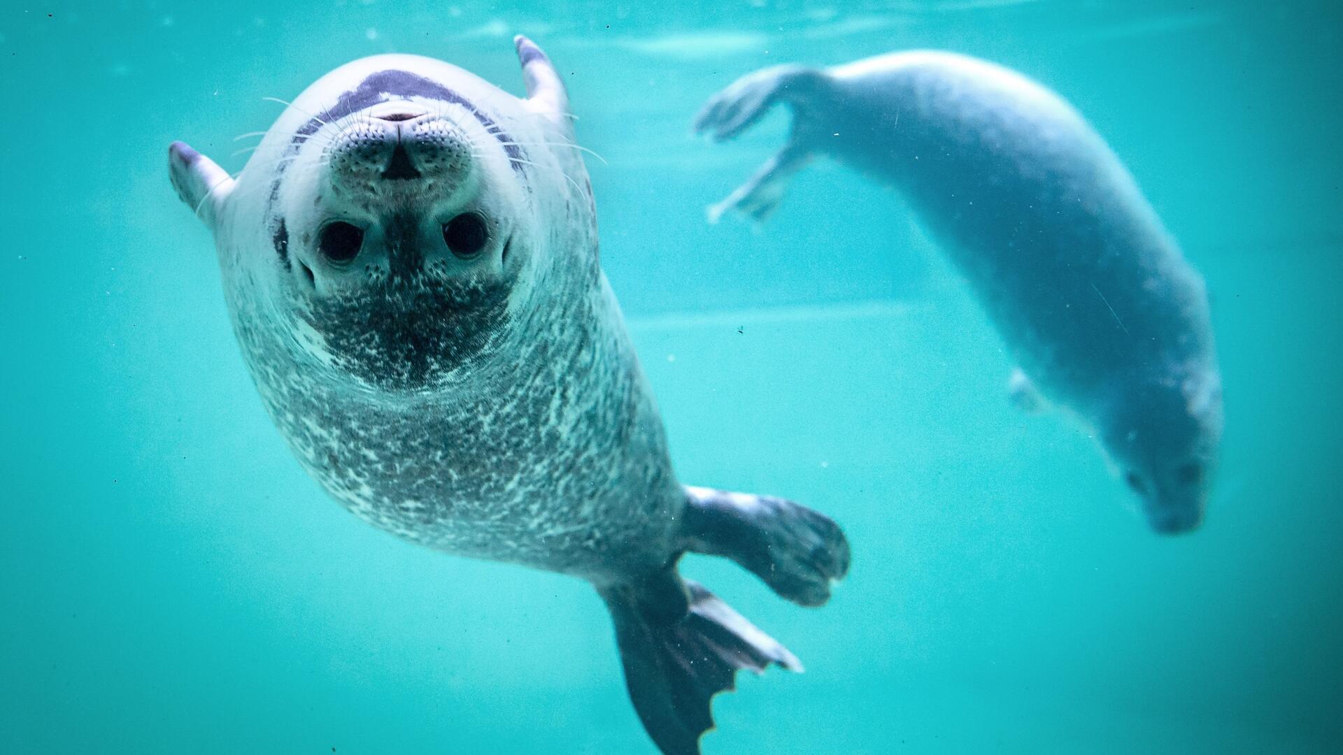 Junge Seehunde schwimmen in einem Becken der Norddeicher Seehundstation.