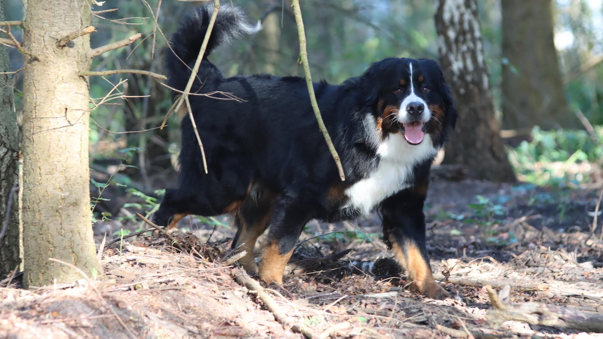 Ein großer Hund läuft durch einen Wald.