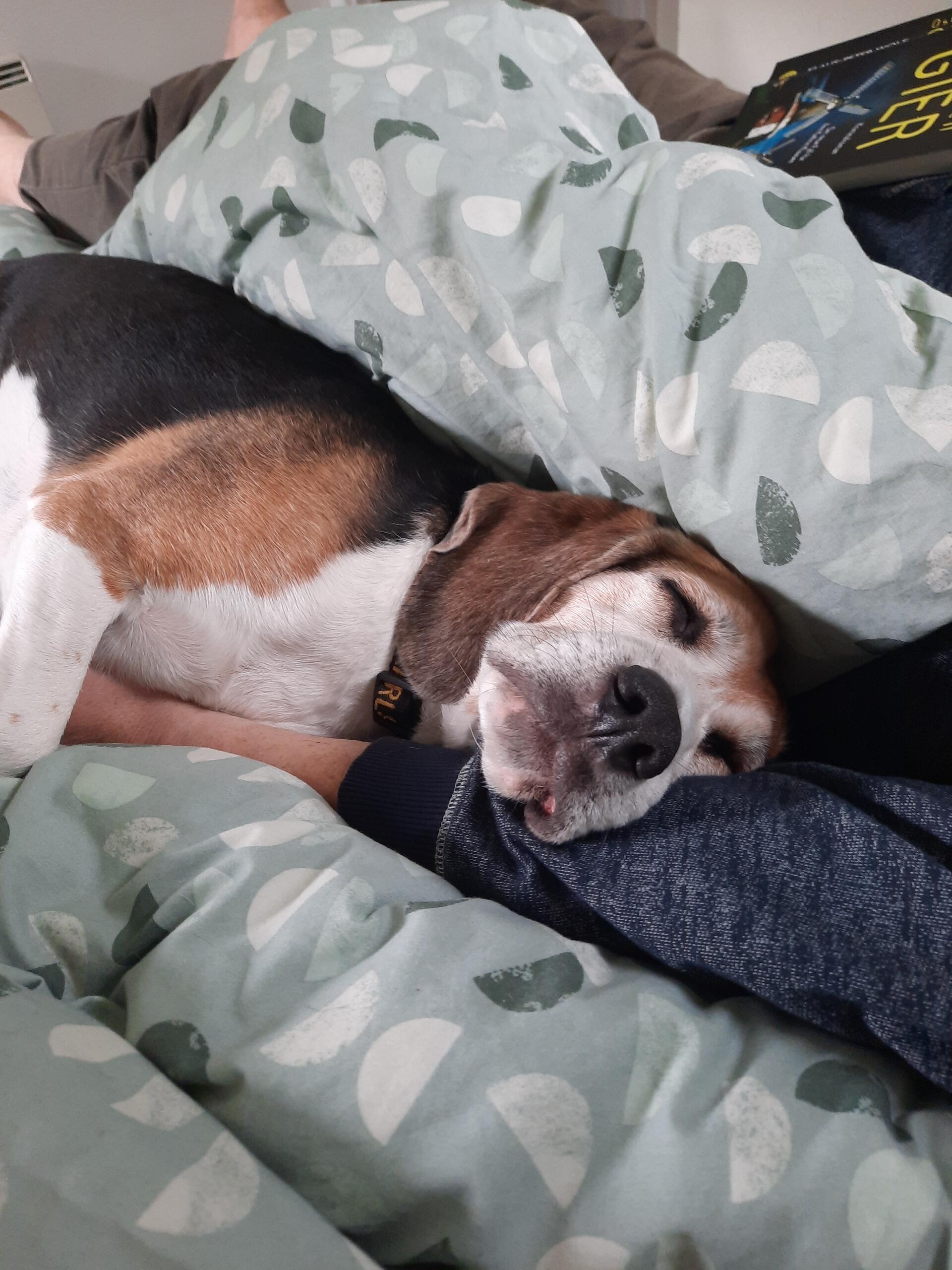 Karlson ist ein Ex-Laborbeagle und feiert nächste Woche seinen 1. Entlassungstag...