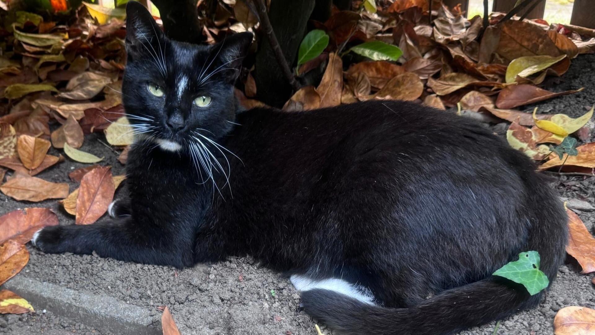 Kater Jackie wurde von einem Hund totgebissen, während die Hundehalterin zugesehen haben soll.