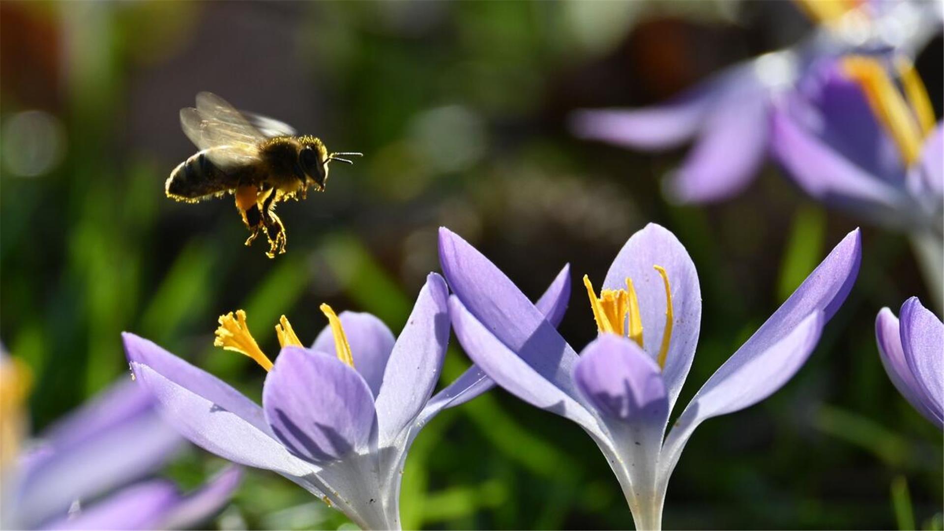 Biene und Krokus