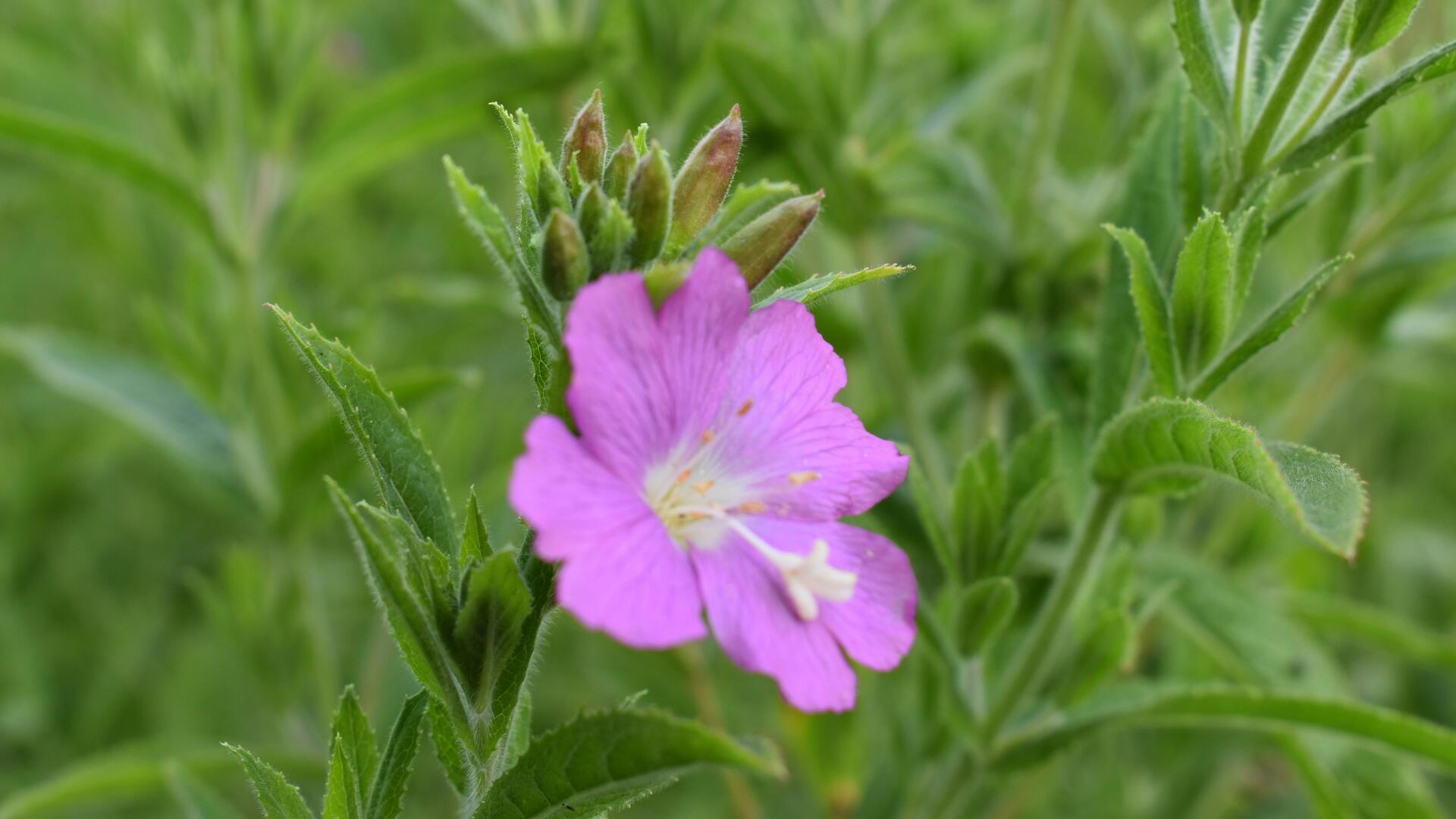 Blüte der Kornrade